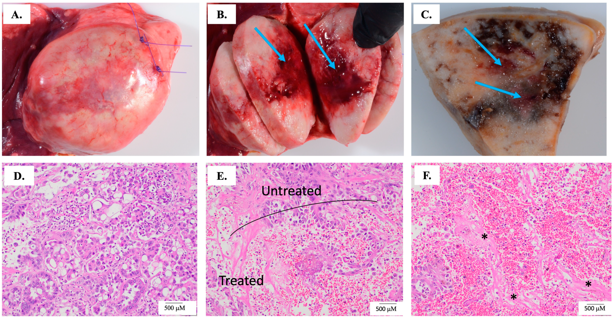 Biomedicines 12 02038 g002 Biomedicines 12 02038 g002