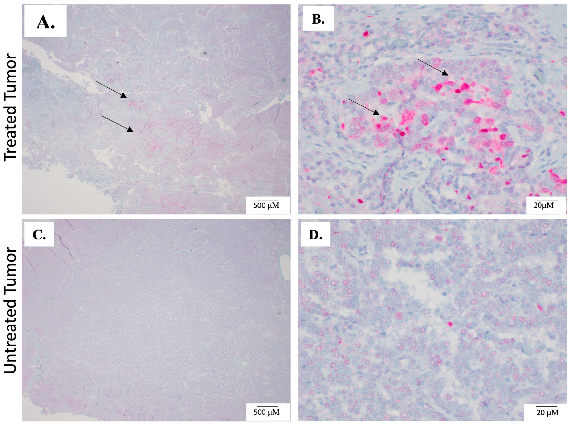 Biomedicines 12 02038 g004 Biomedicines 12 02038 g004