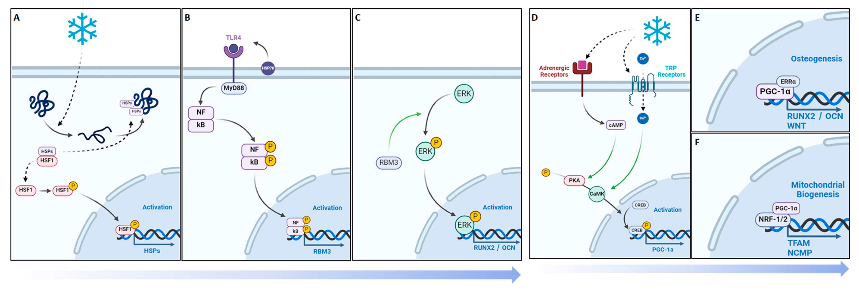 Biomedicines 12 02045 g009