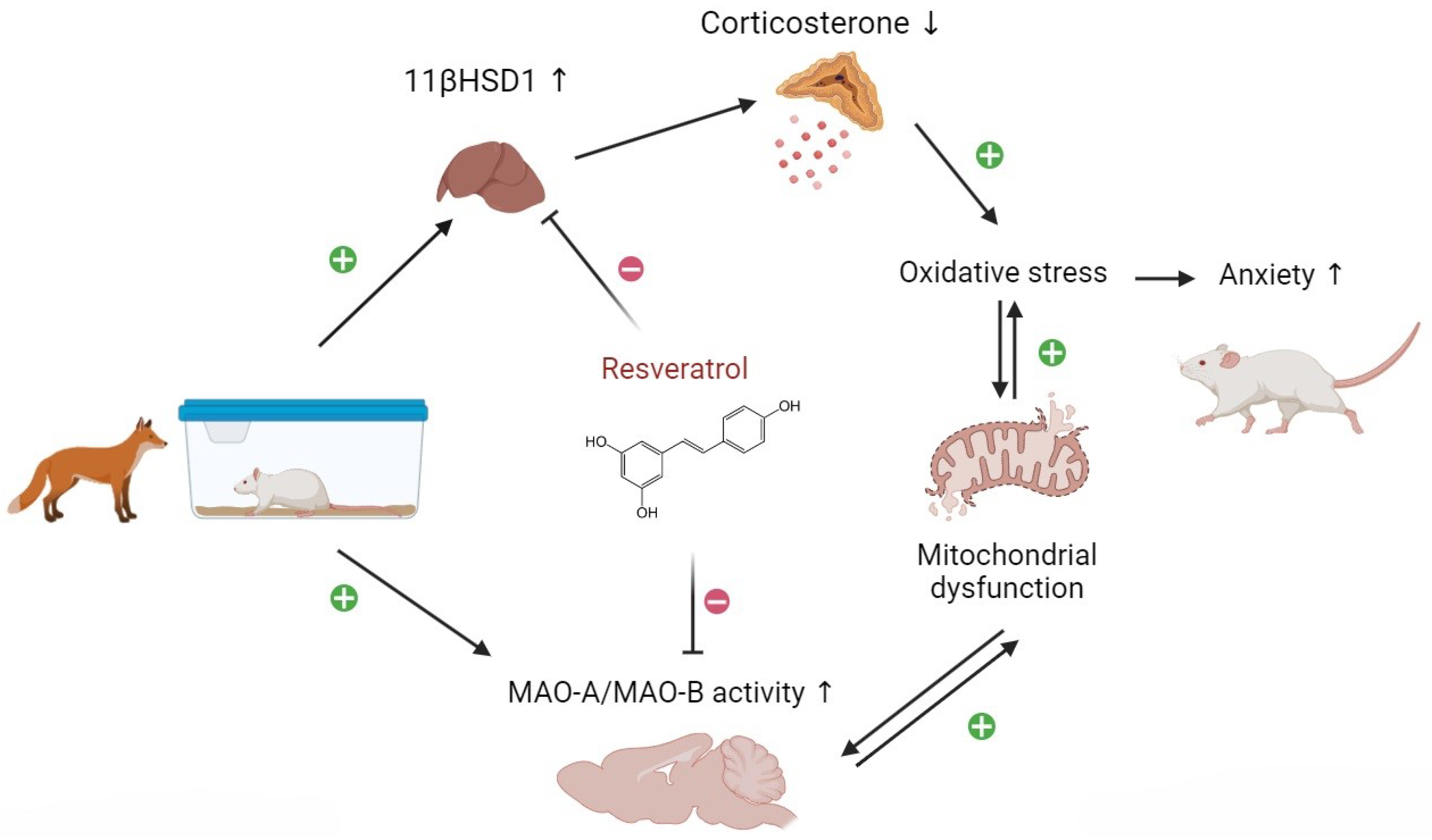 Biomedicines 12 02063 g011