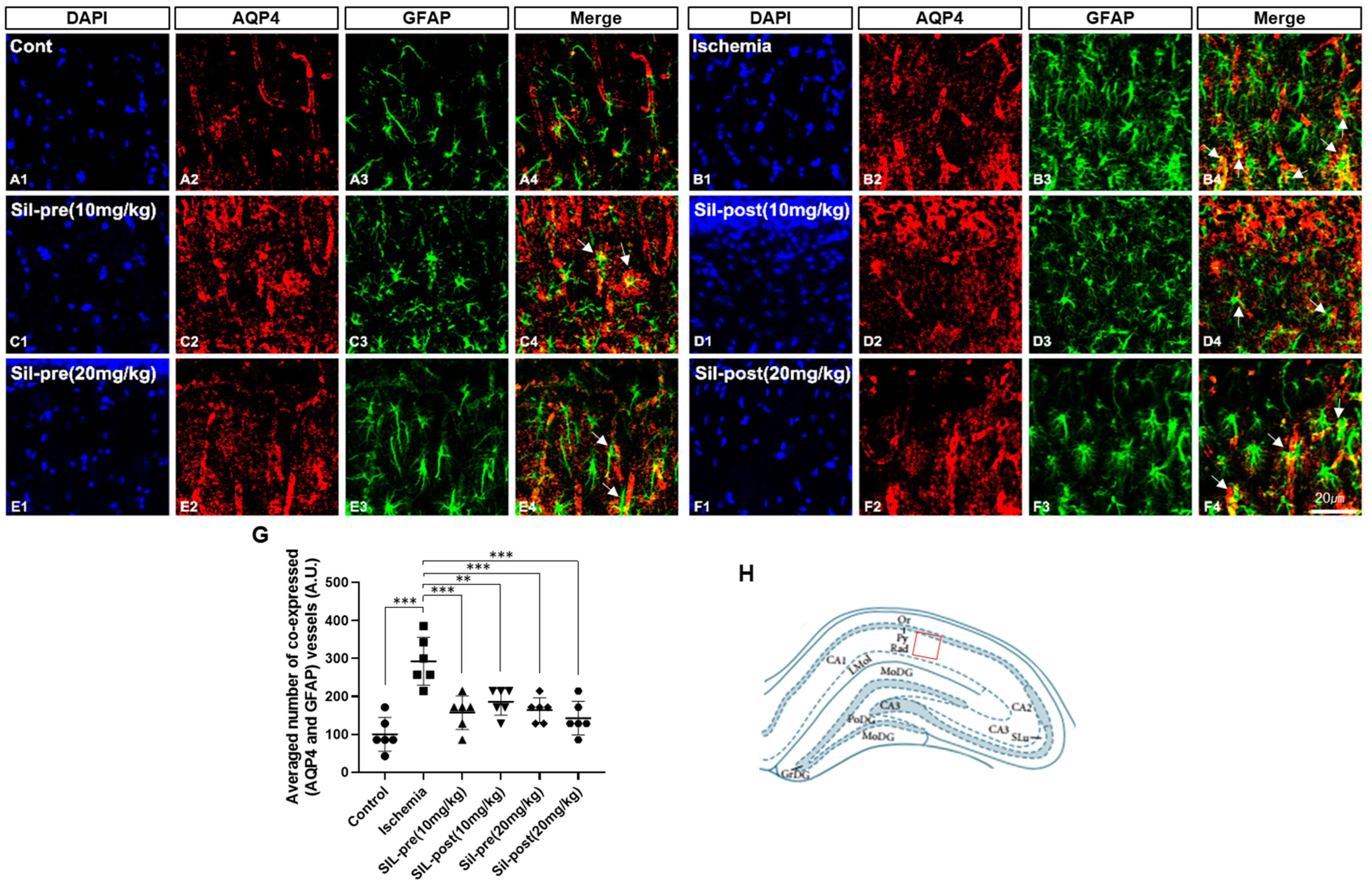 Biomedicines 12 02077 g003 Biomedicines 12 02077 g003