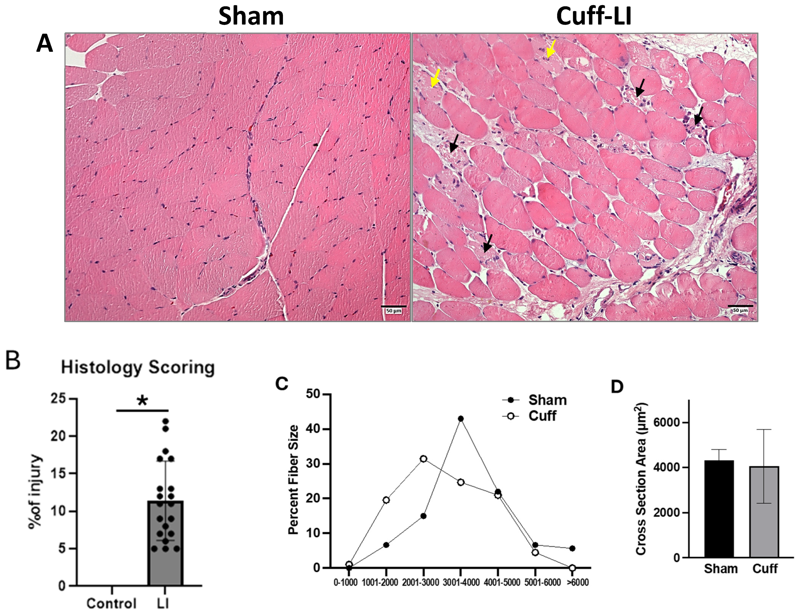 Biomedicines 12 02079 g005