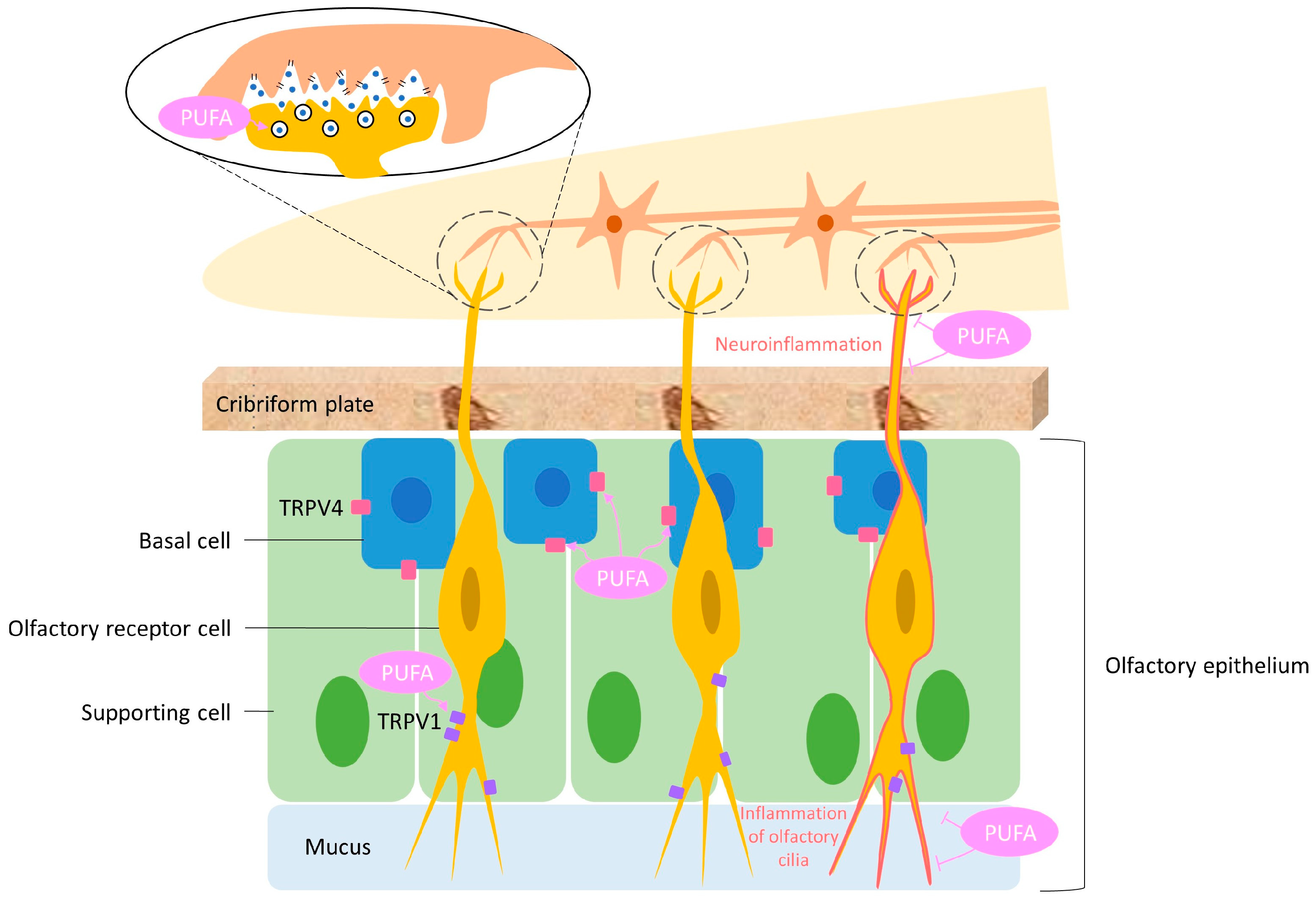 Biomedicines 12 02085 g006