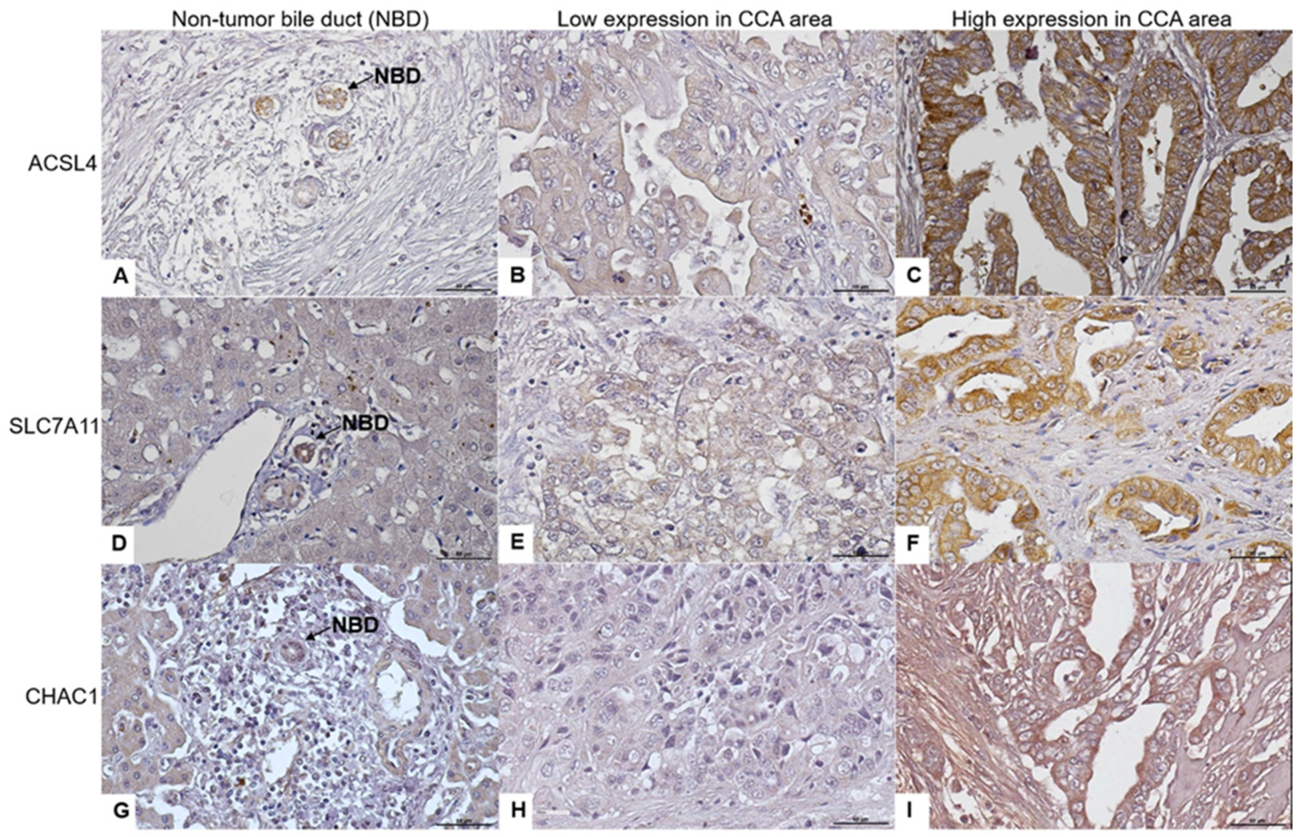 Biomedicines 12 02091 g001
