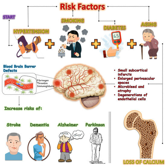 Muscle Diseases (神経学) Vascular Impairment, Muscle Atrophy, and Cognitive Decline