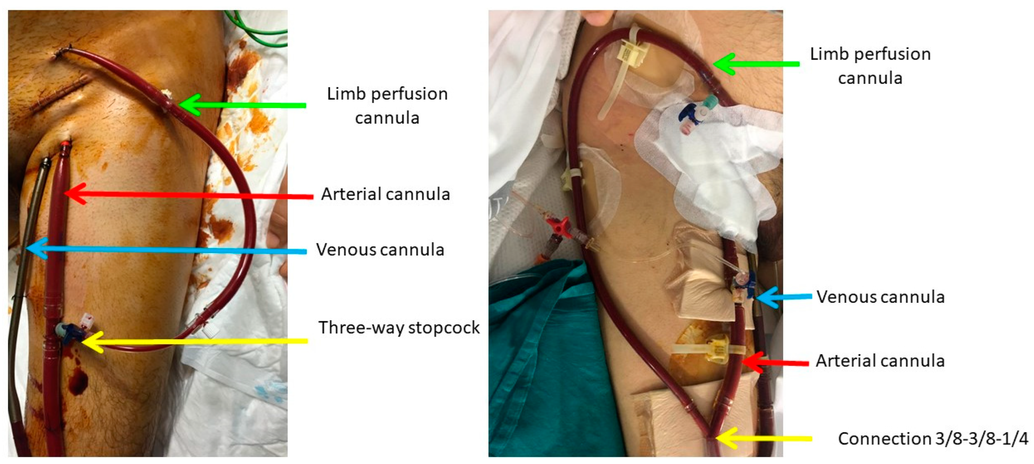 Biomedicines 12 02109 g002