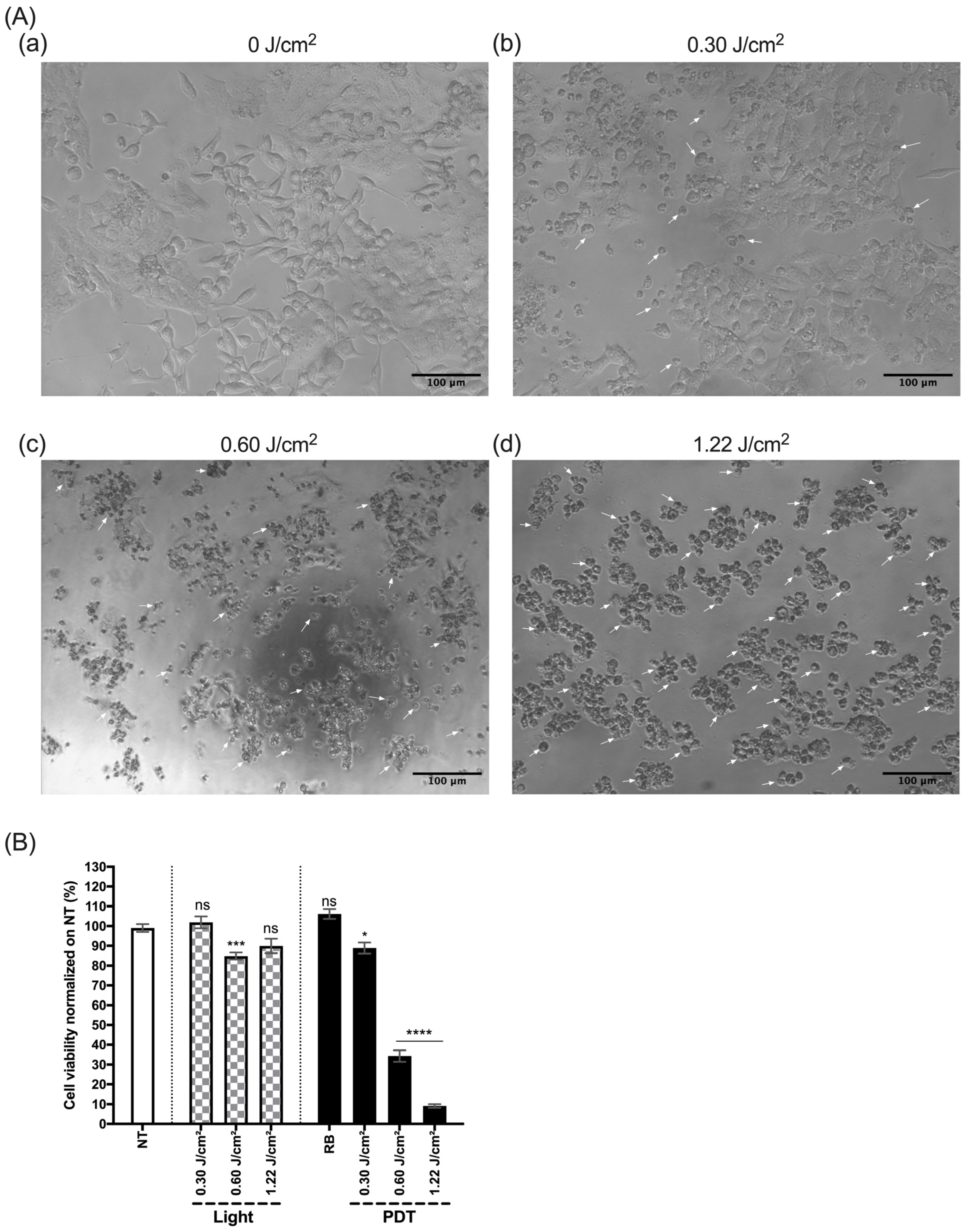 Biomedicines 12 02120 g012