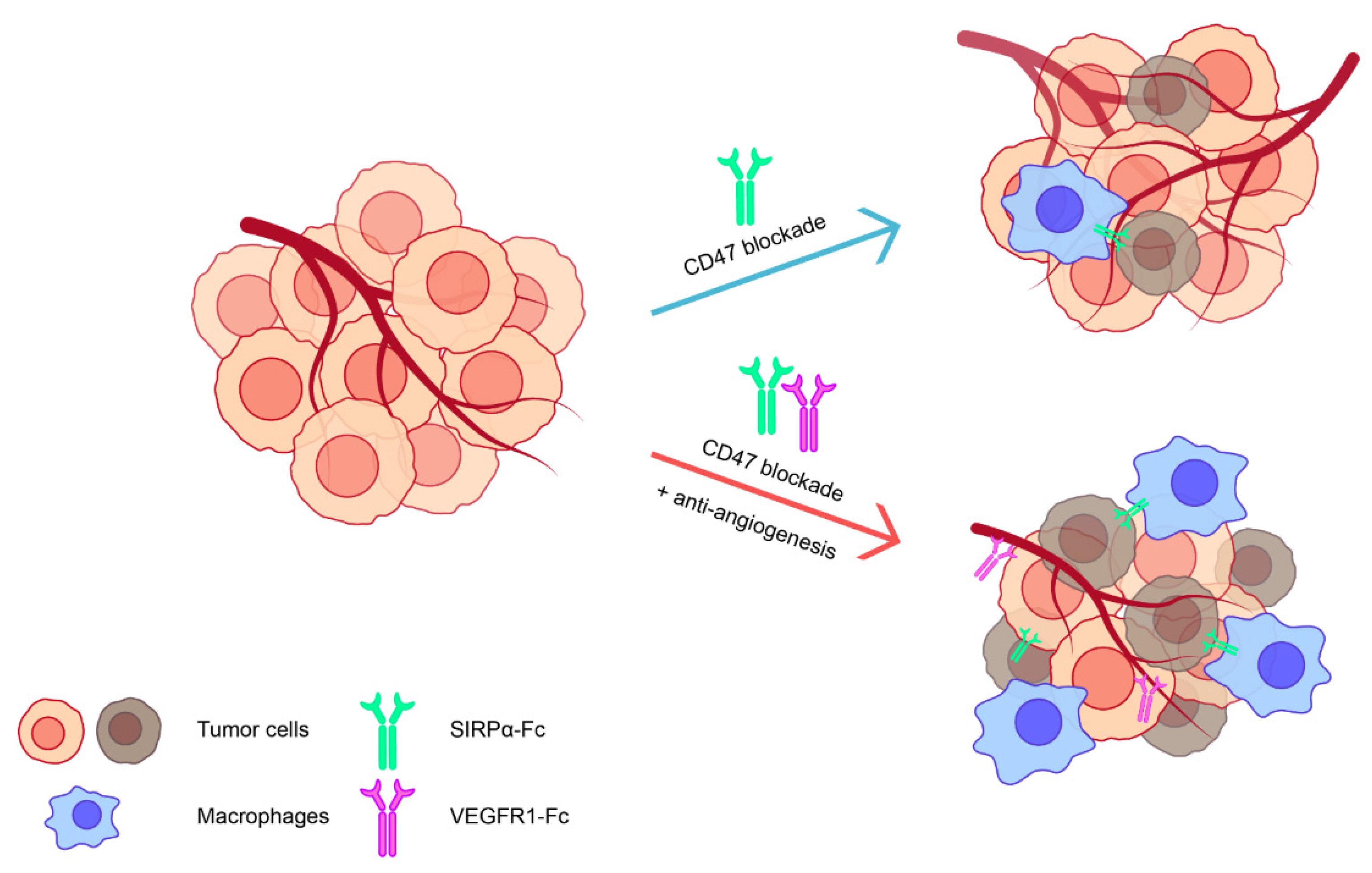 Biomedicines 12 02152 g006