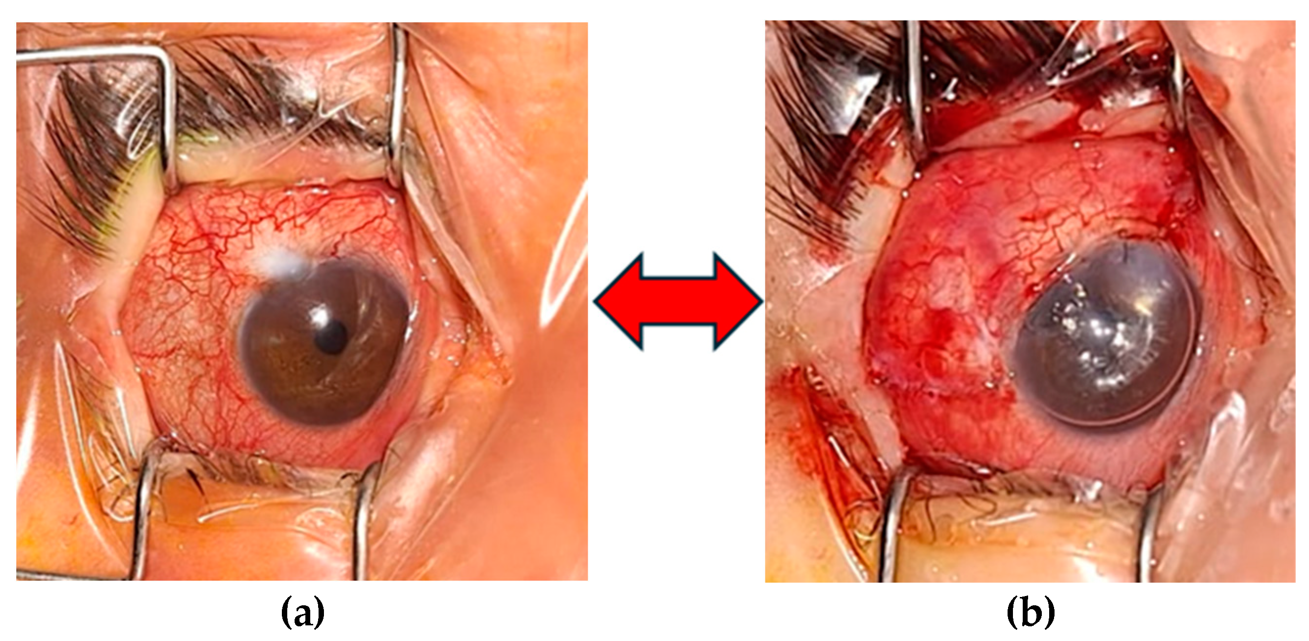Biomedicines 12 02164 g006