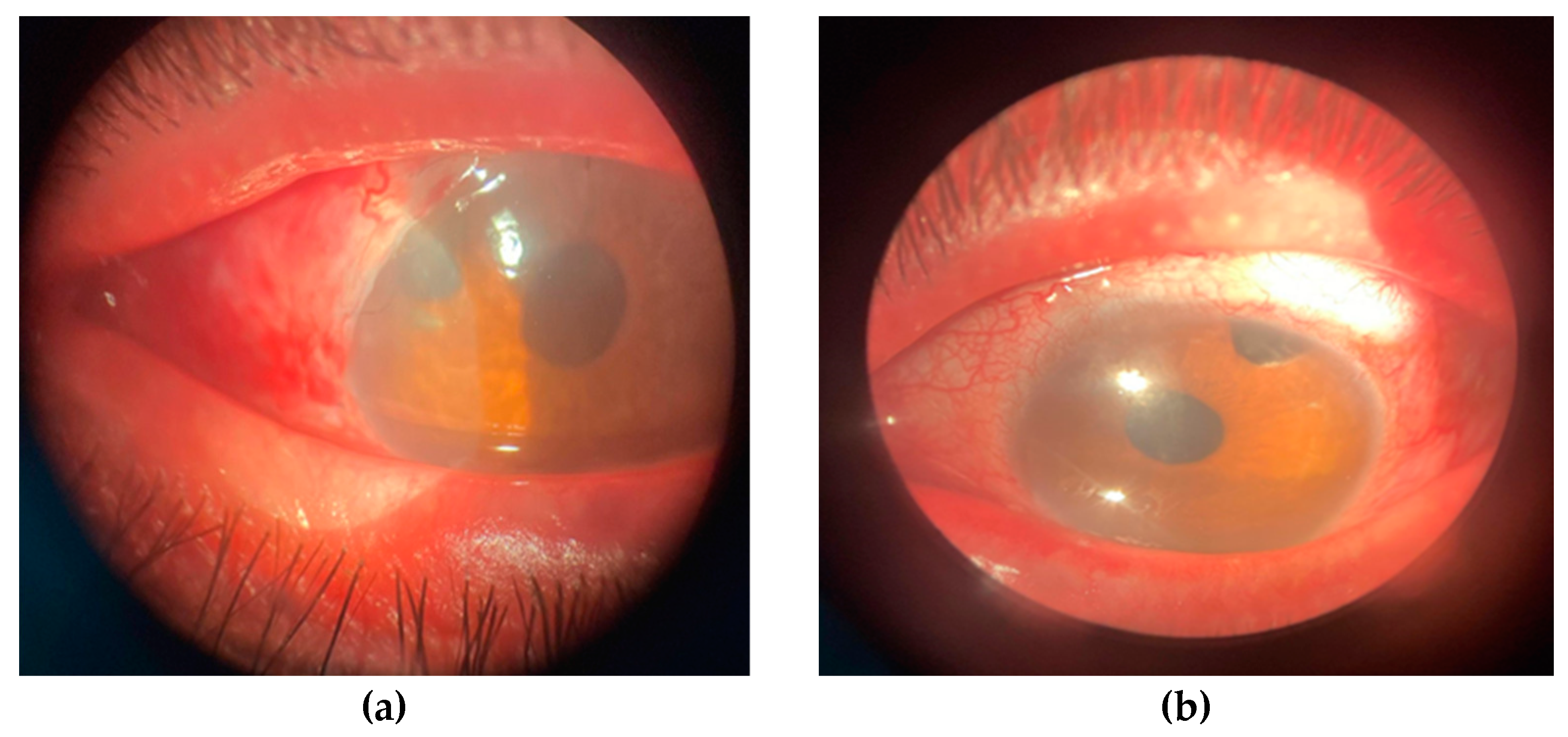 Biomedicines 12 02164 g008