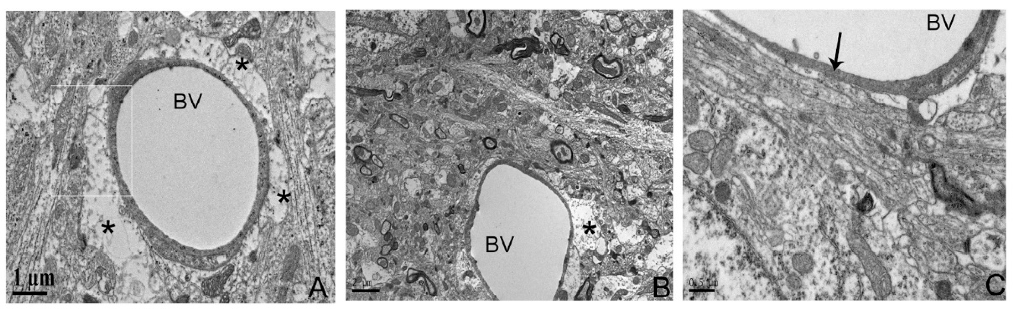 Biomedicines 12 02184 g003