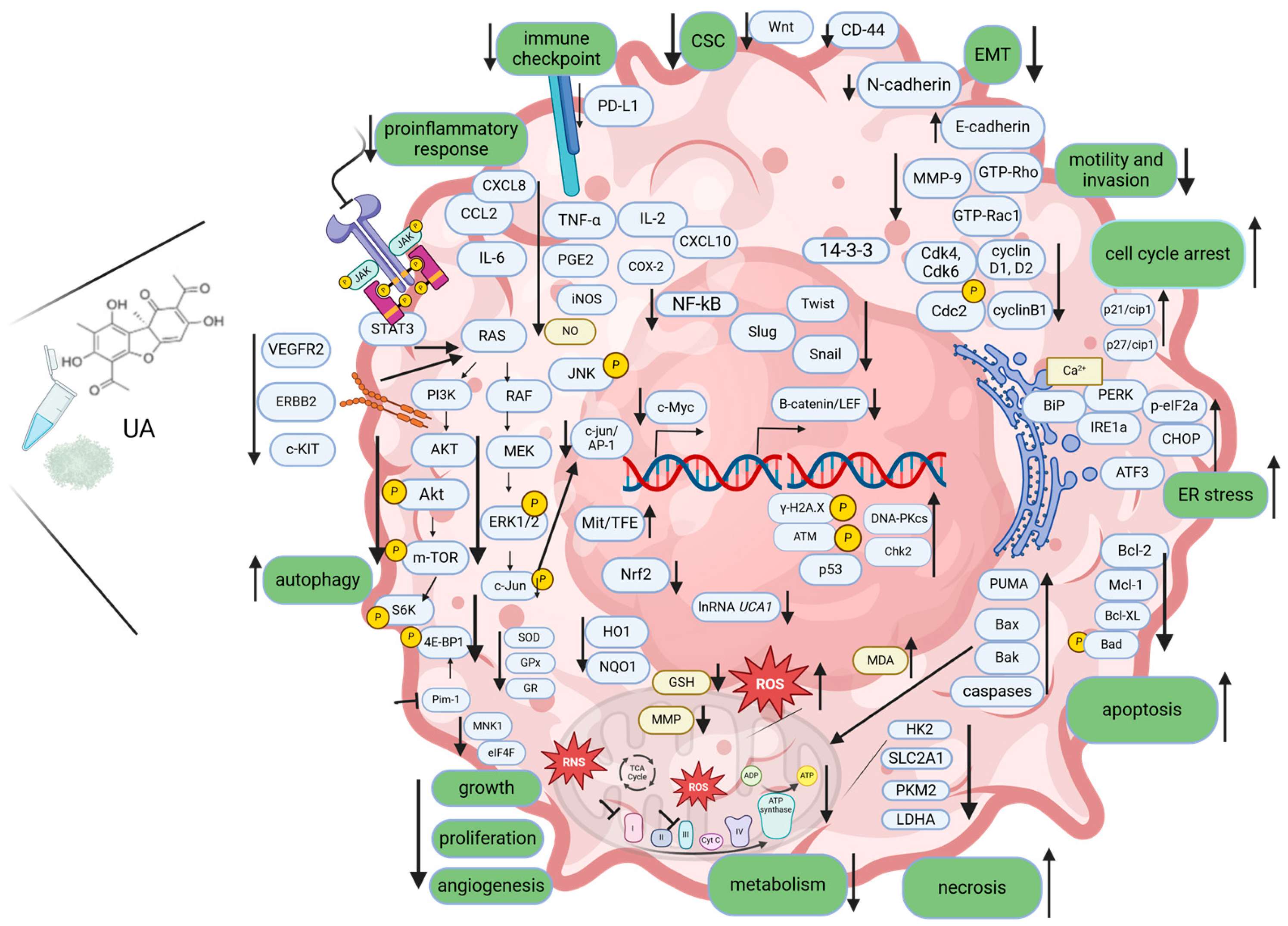 Biomedicines 12 02199 g001