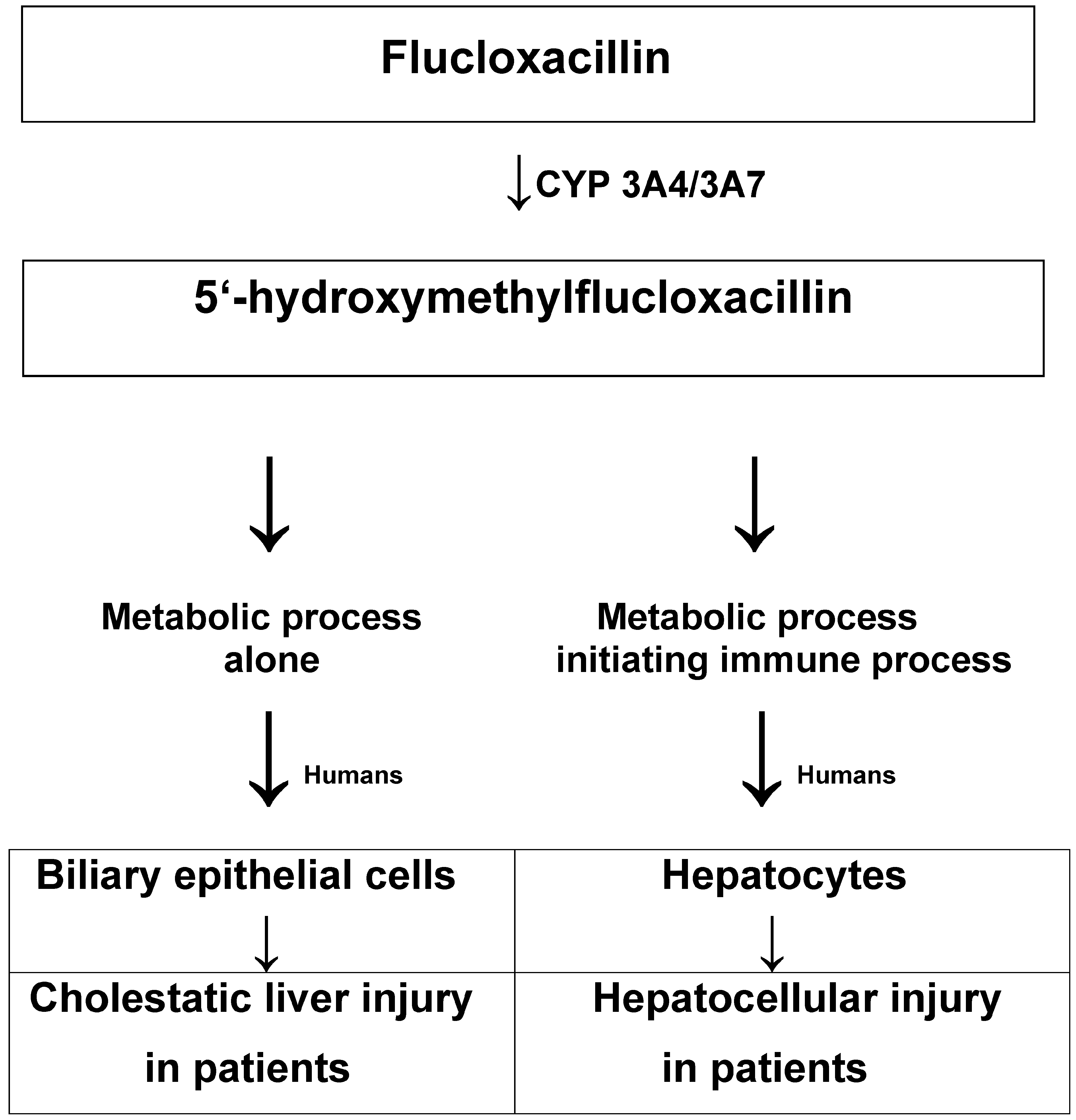 Biomedicines 12 02208 g001 Biomedicines 12 02208 g001