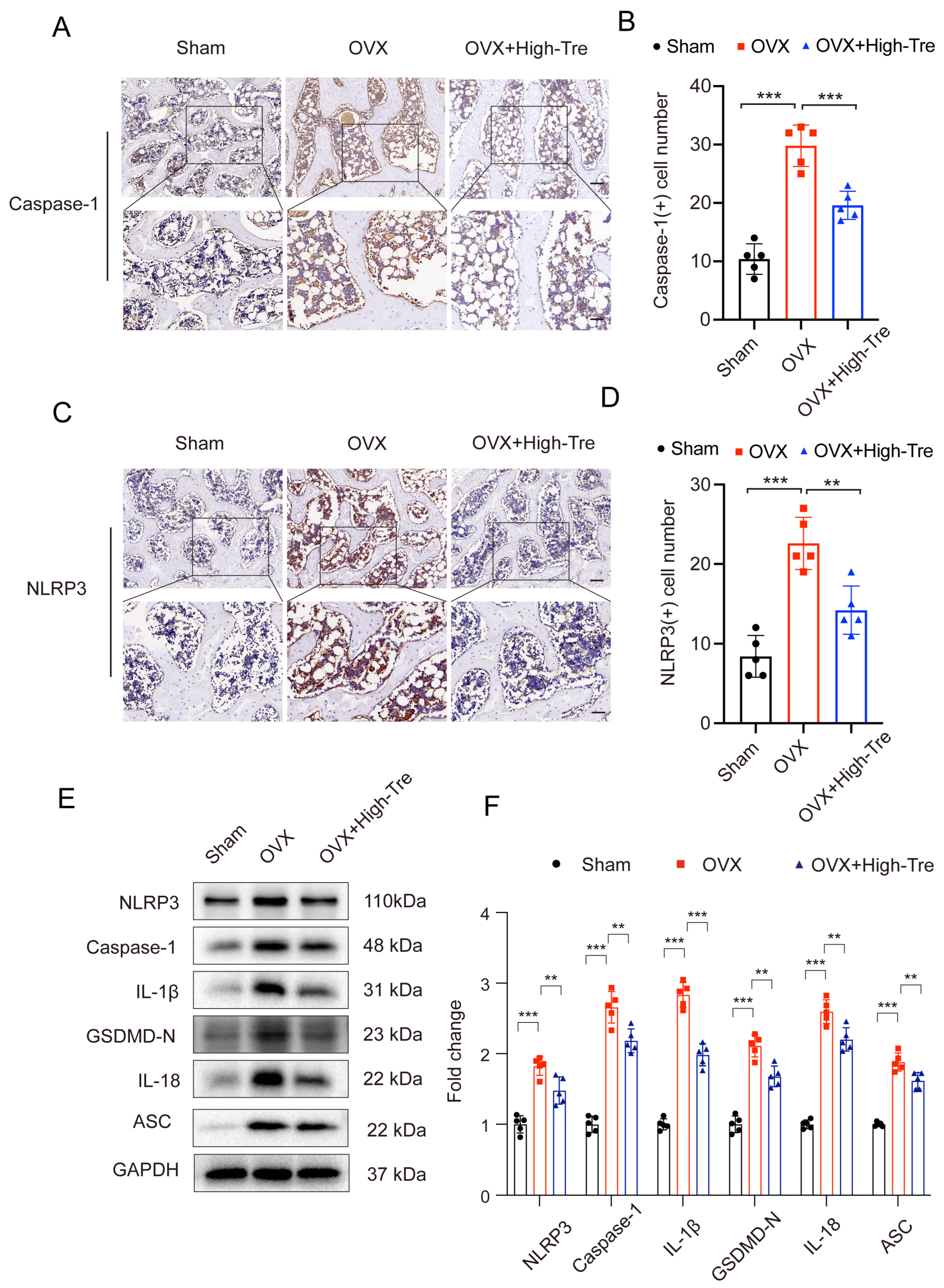 Biomedicines 12 02224 g004