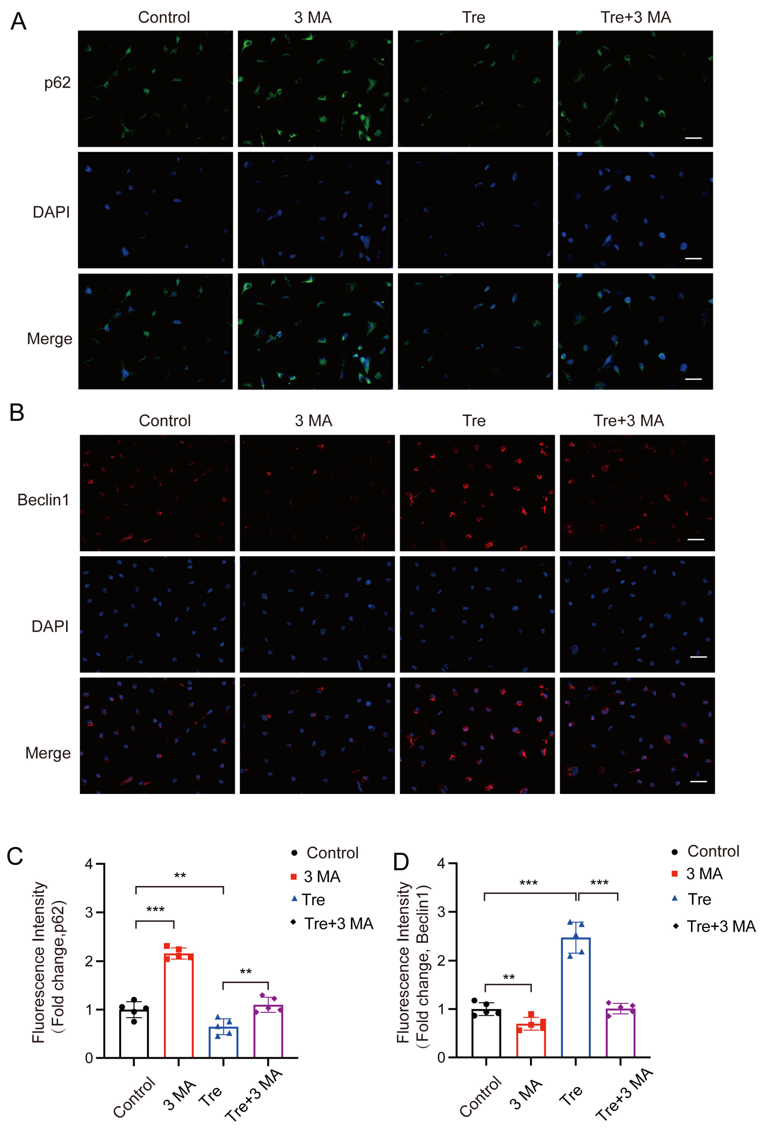 Biomedicines 12 02224 g007