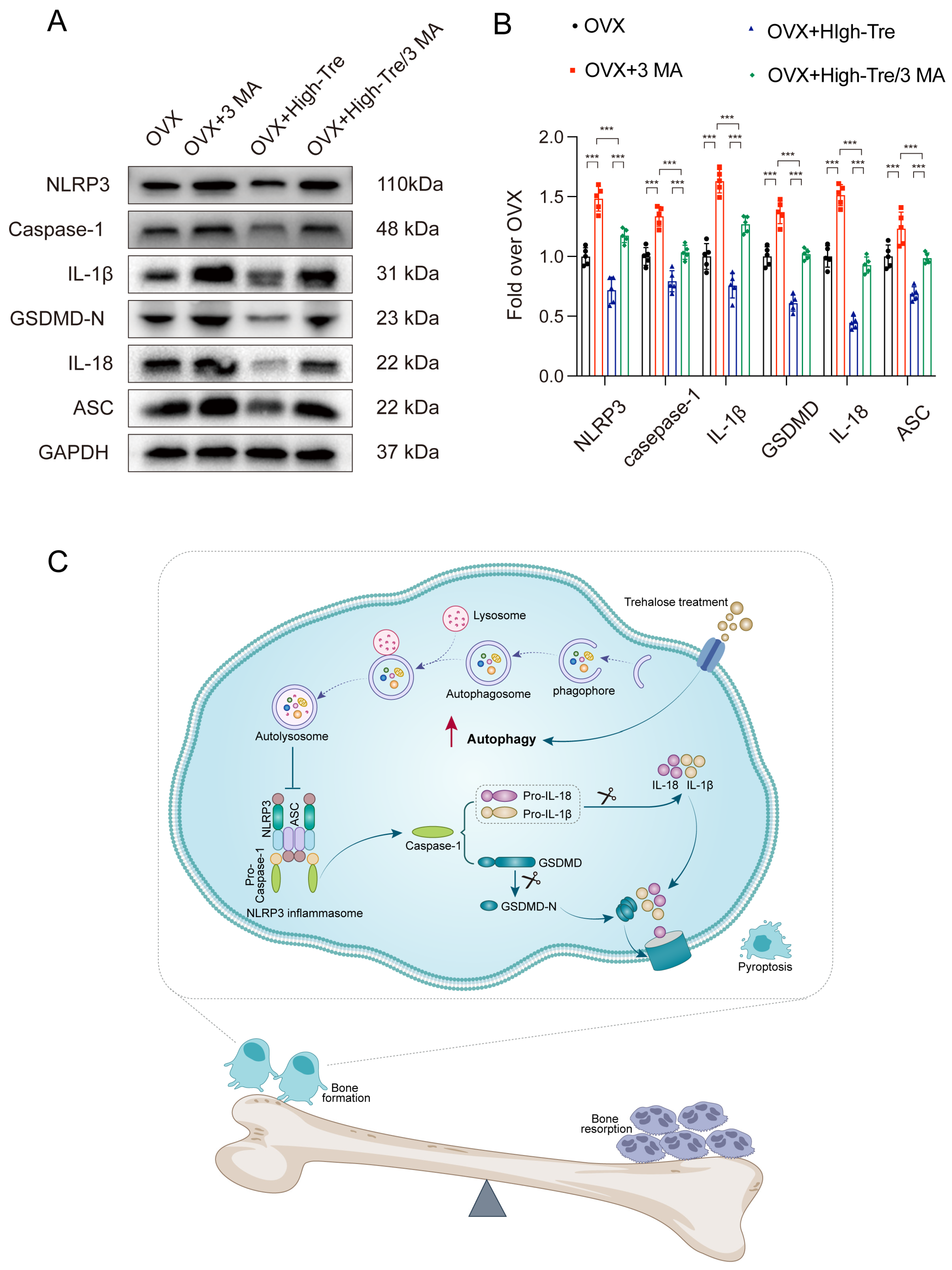 Biomedicines 12 02224 g009