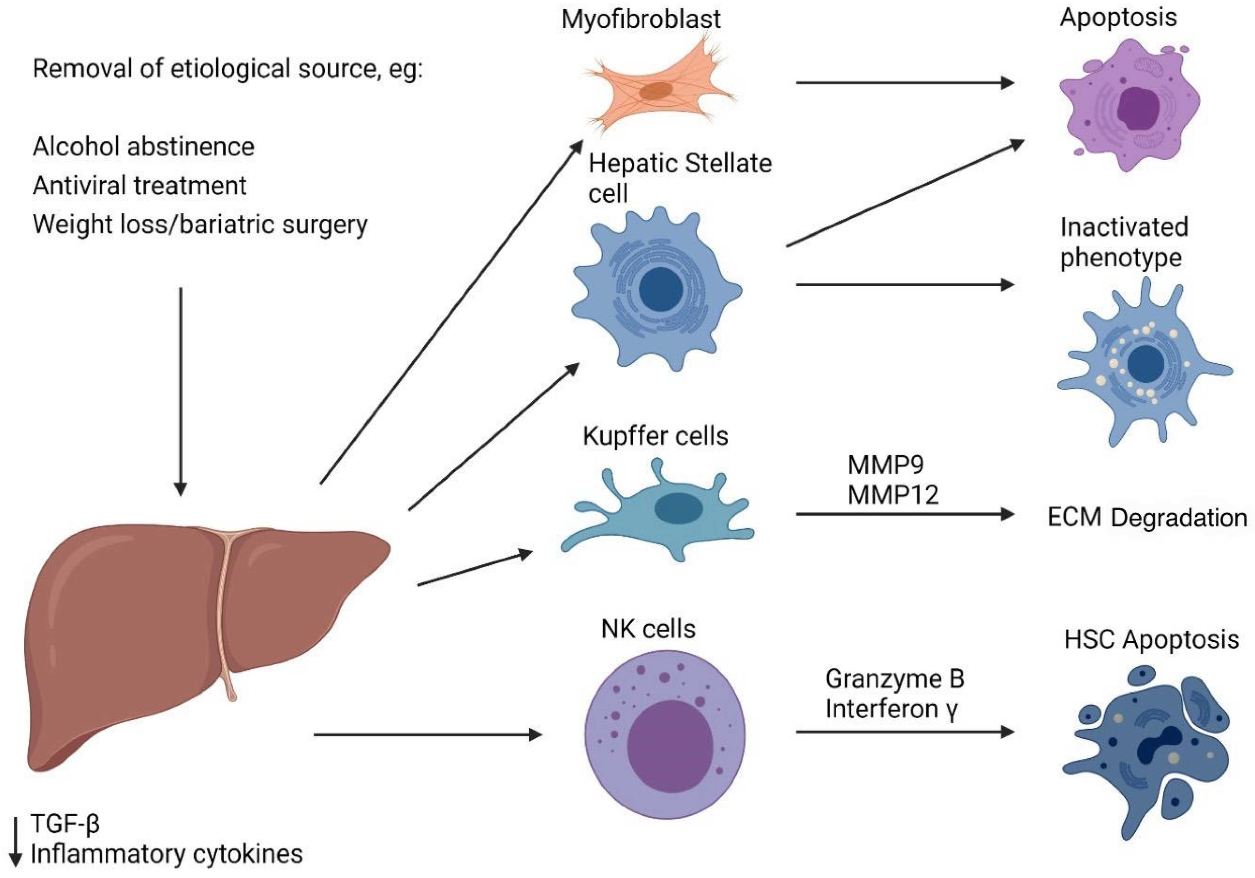 Biomedicines 12 02229 g002