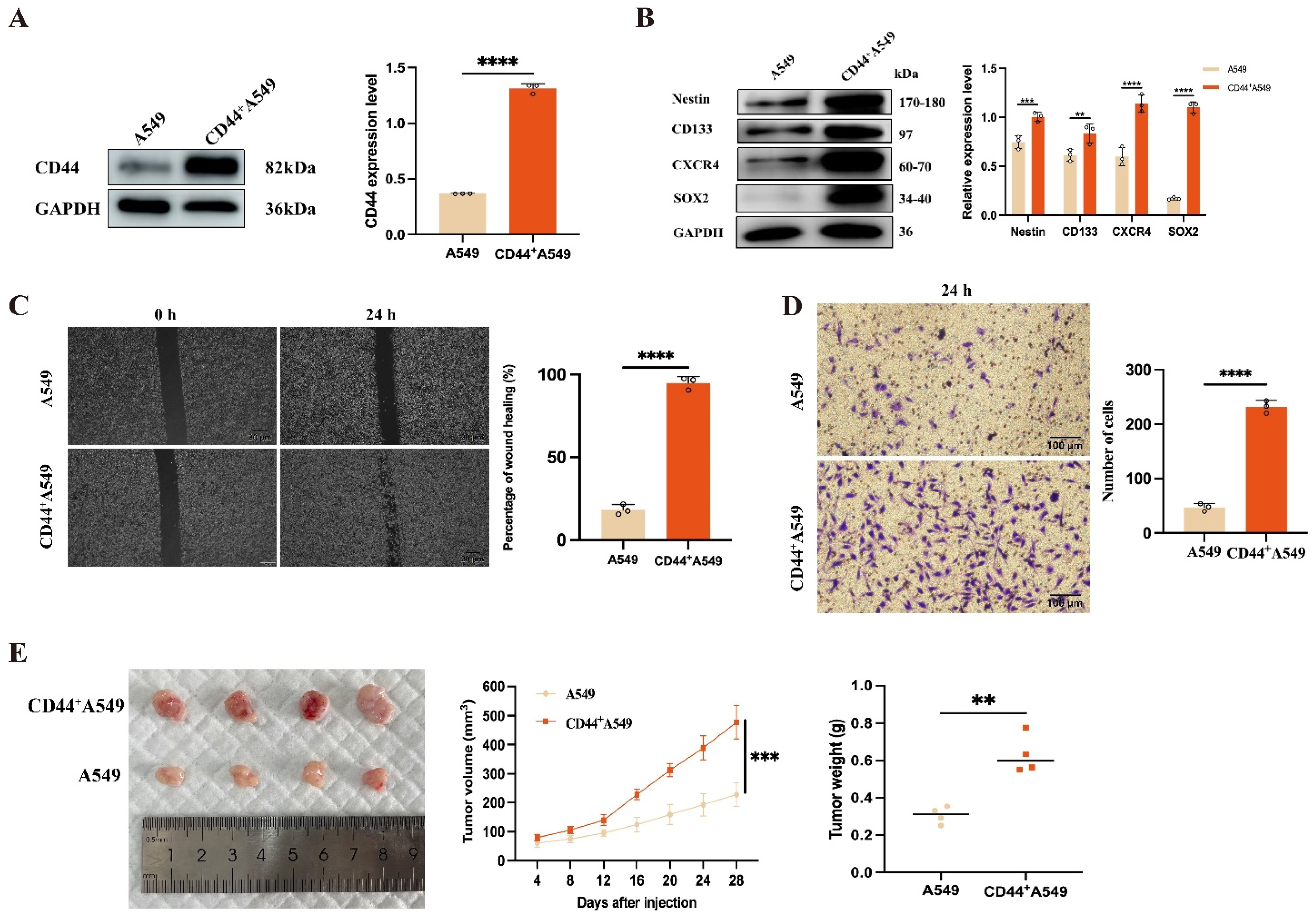 Biomedicines 12 02231 g001