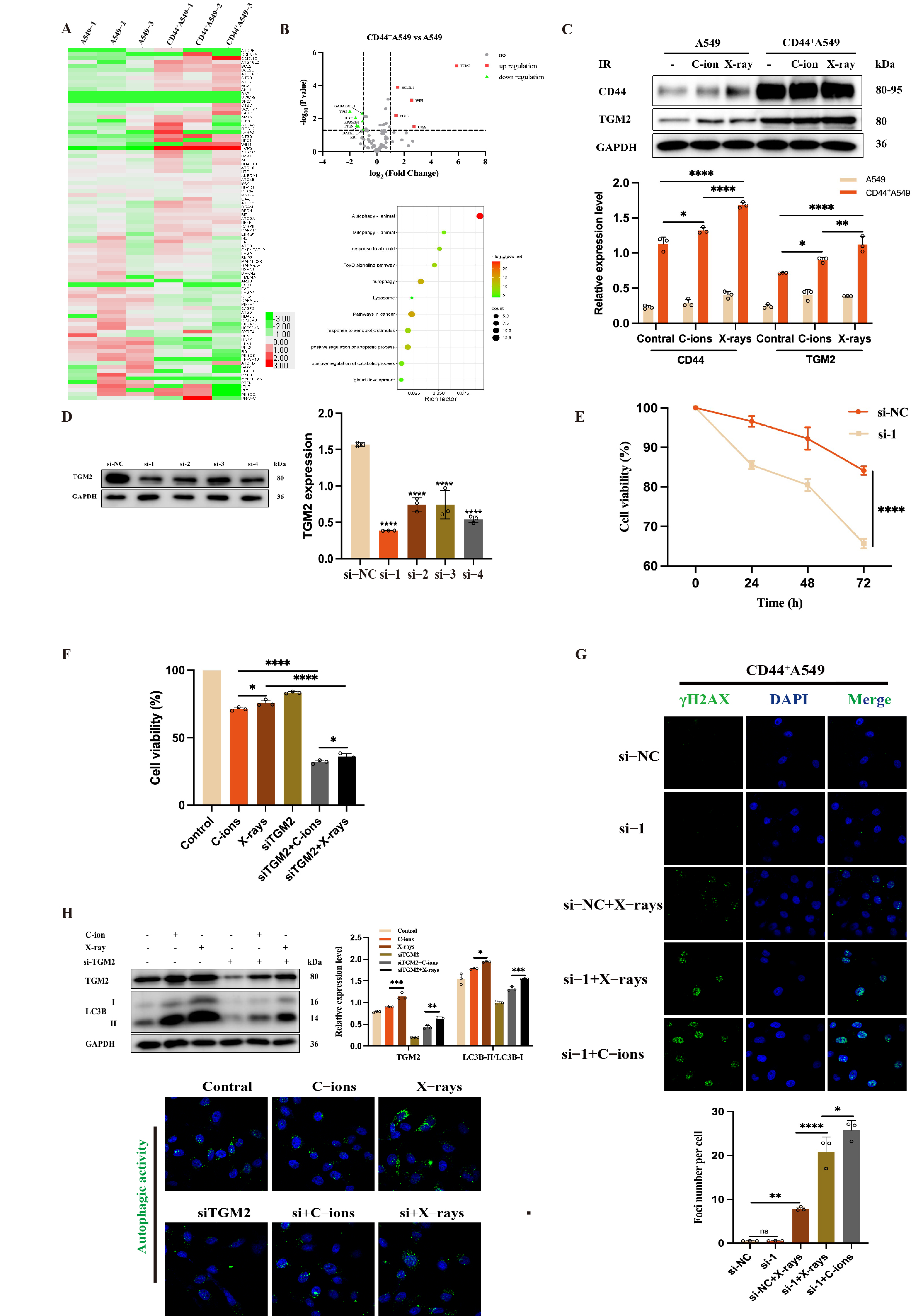 Biomedicines 12 02231 g005