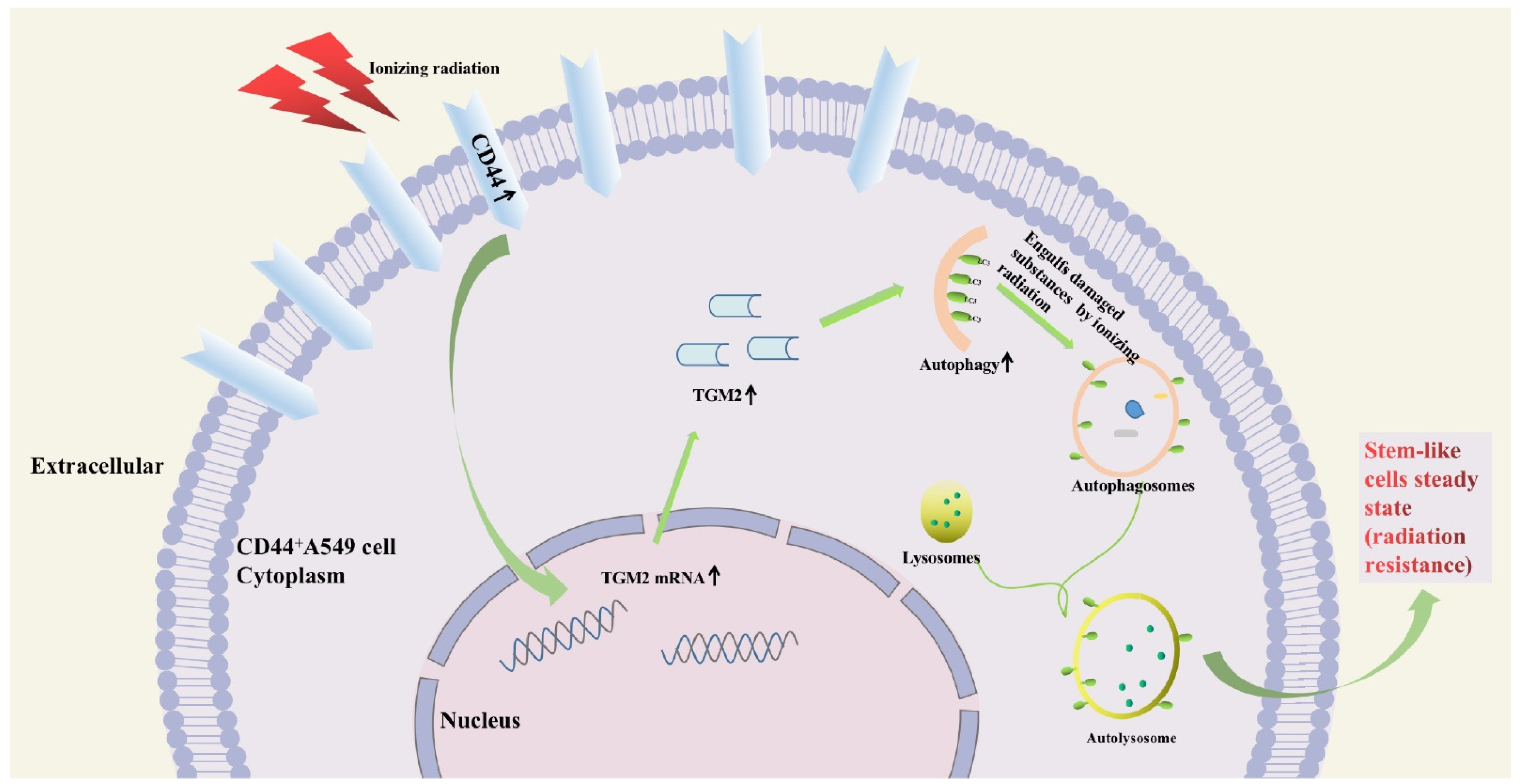 Biomedicines 12 02231 g007