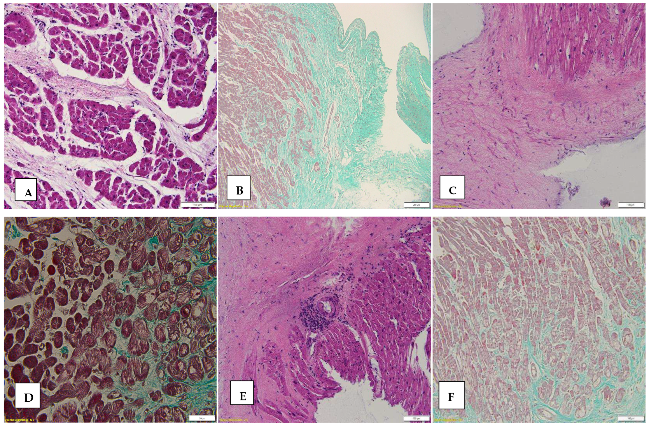Biomedicines 12 02258 g002