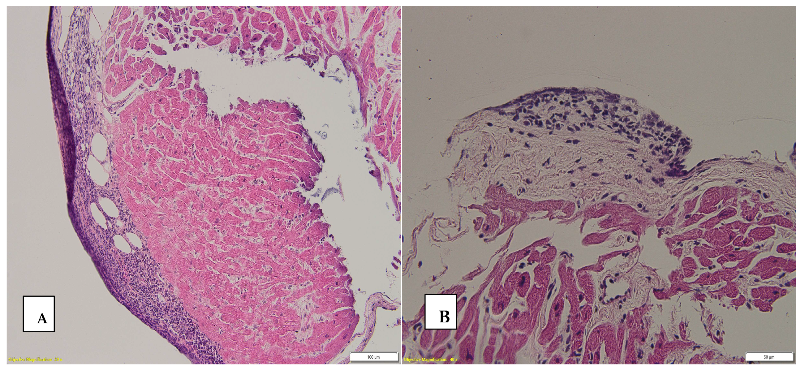 Biomedicines 12 02258 g003