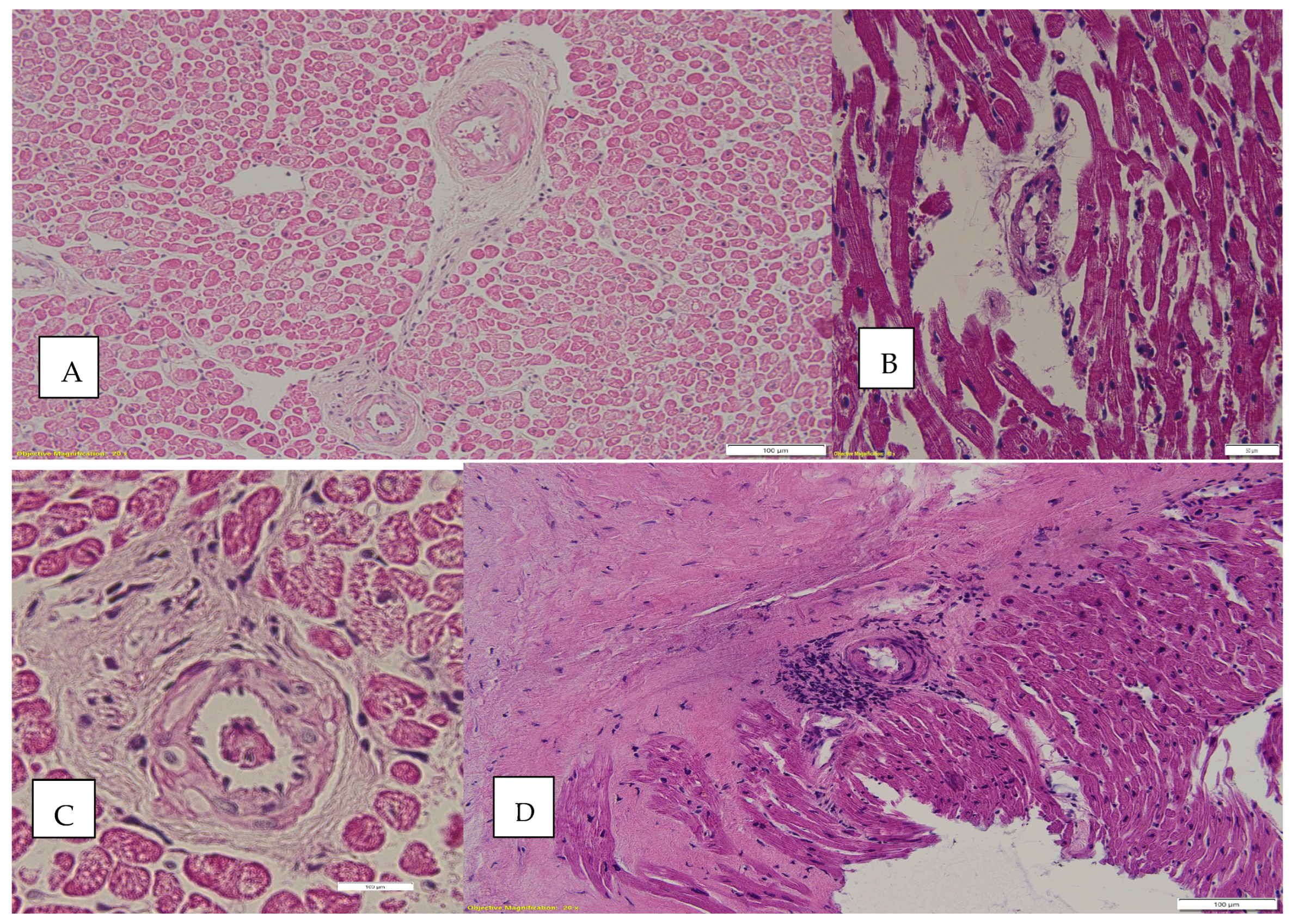 Biomedicines 12 02258 g004