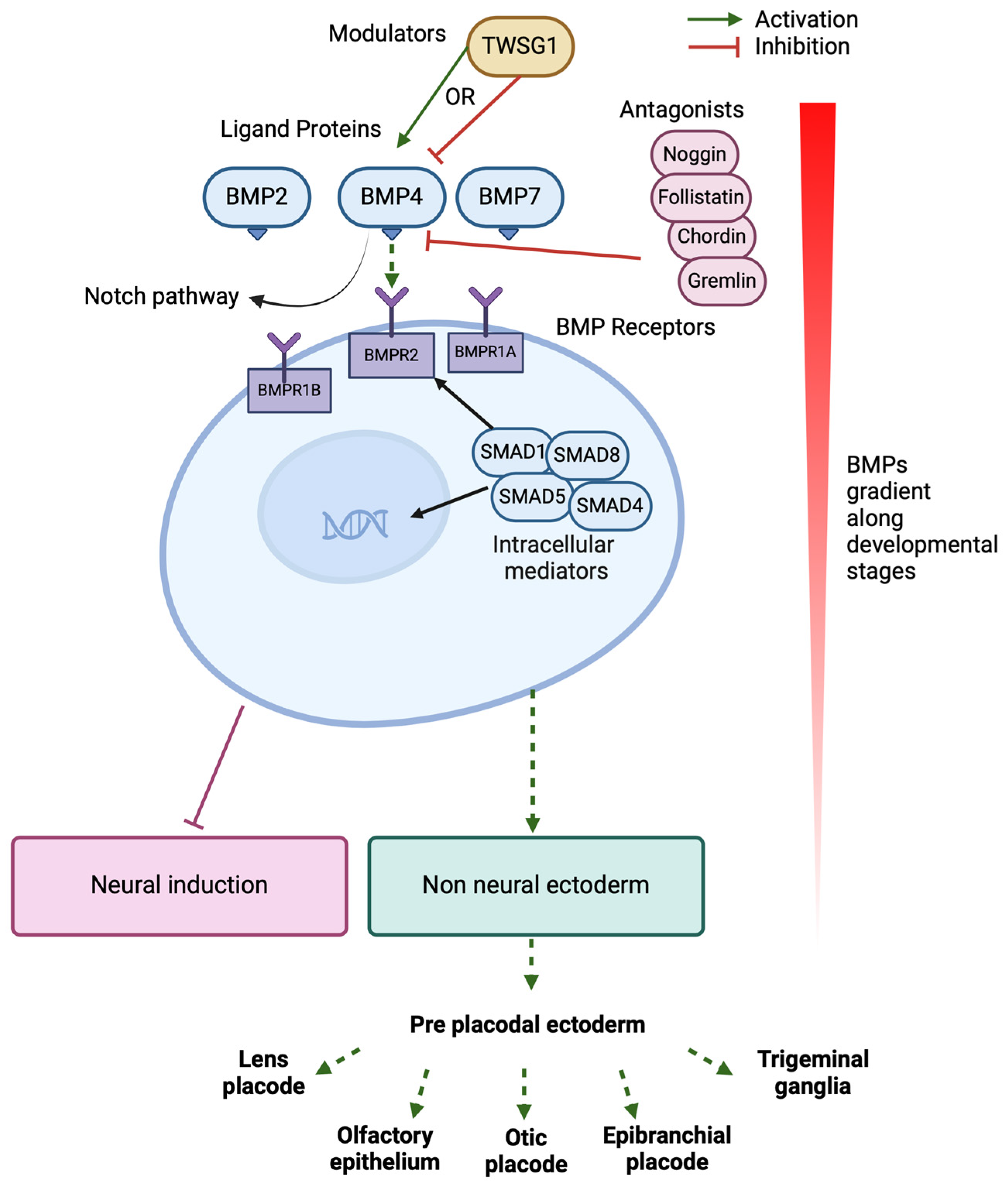 Biomedicines 12 02262 g002