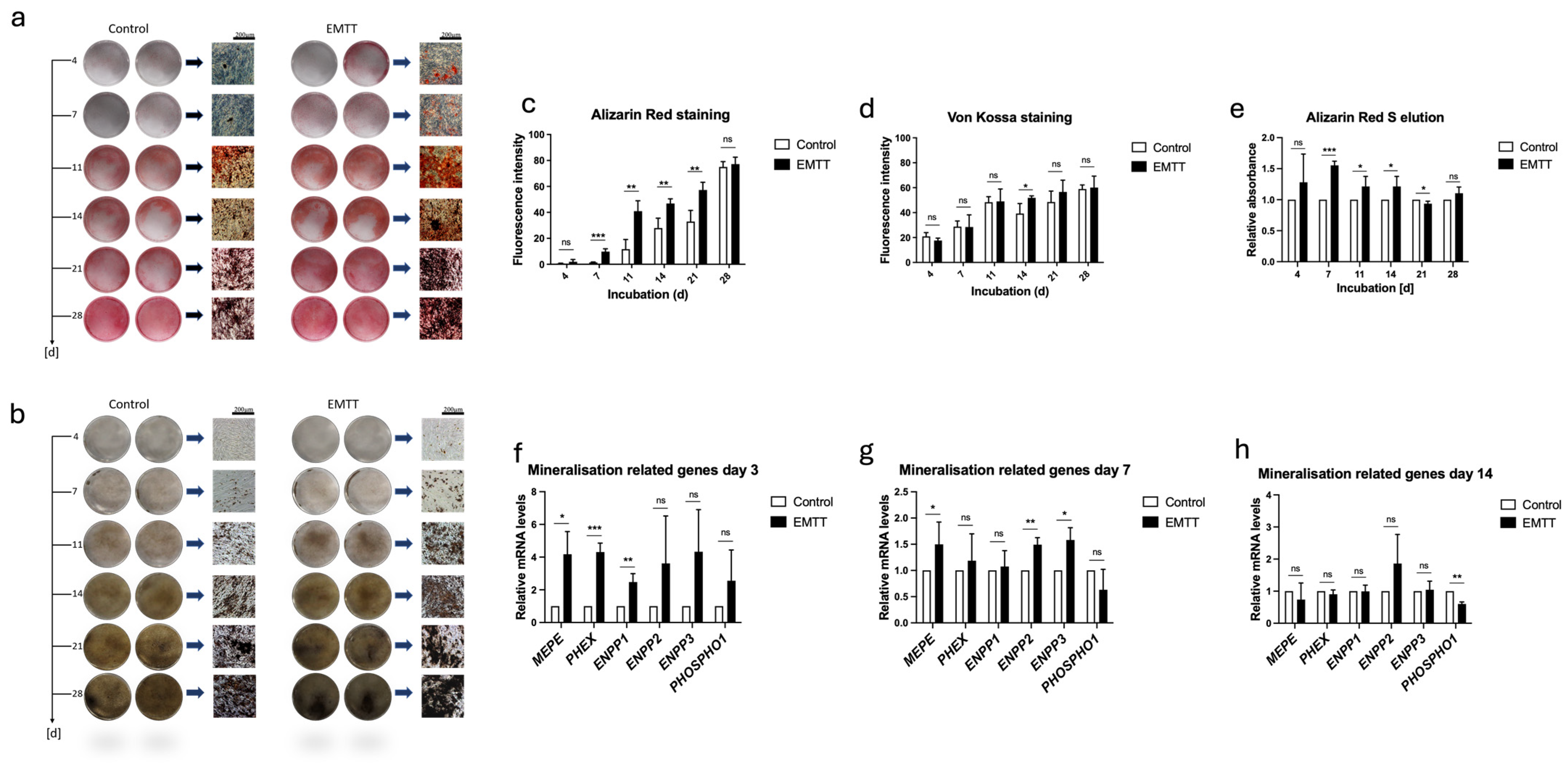Biomedicines 12 02269 g007