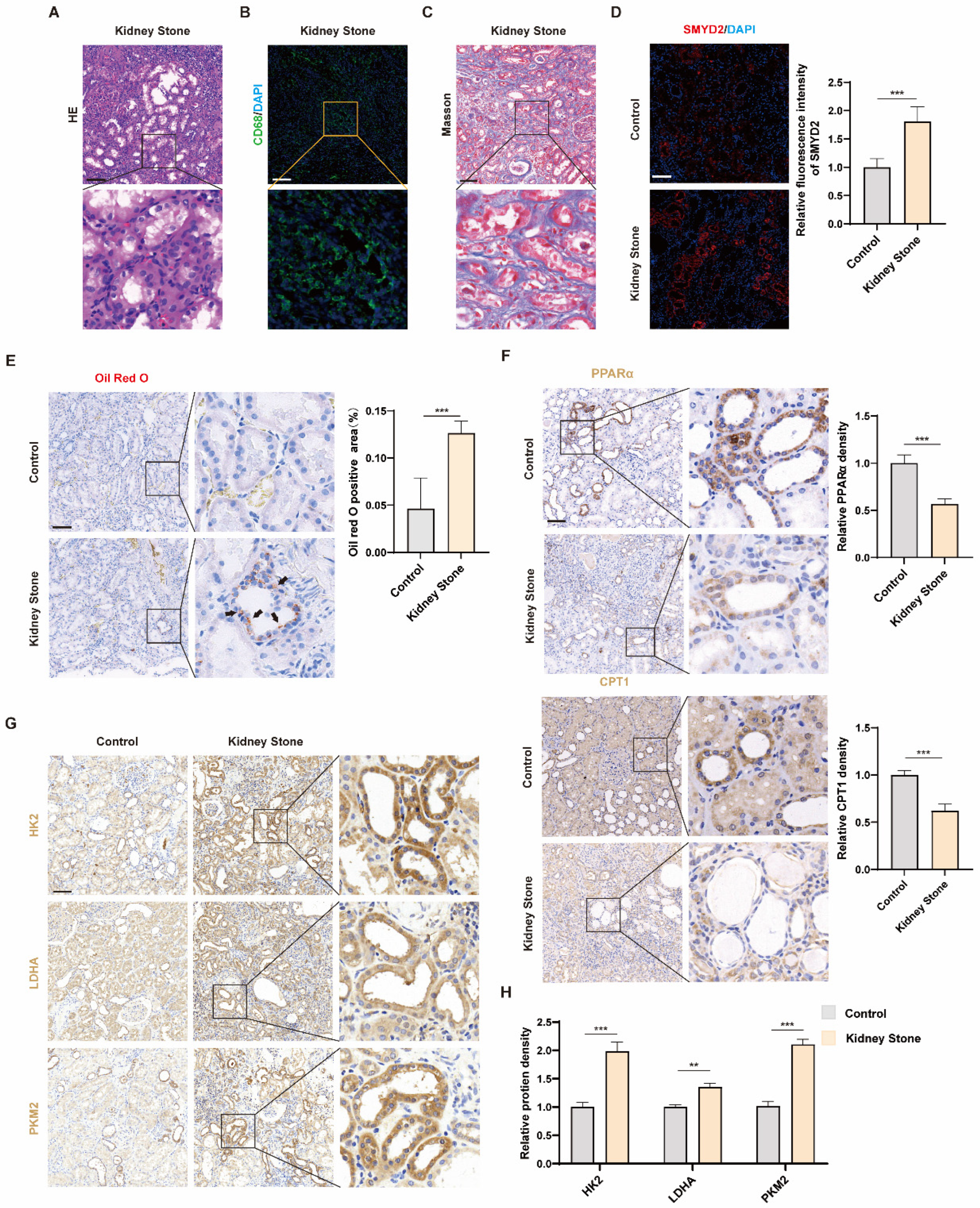 Biomedicines 12 02279 g001