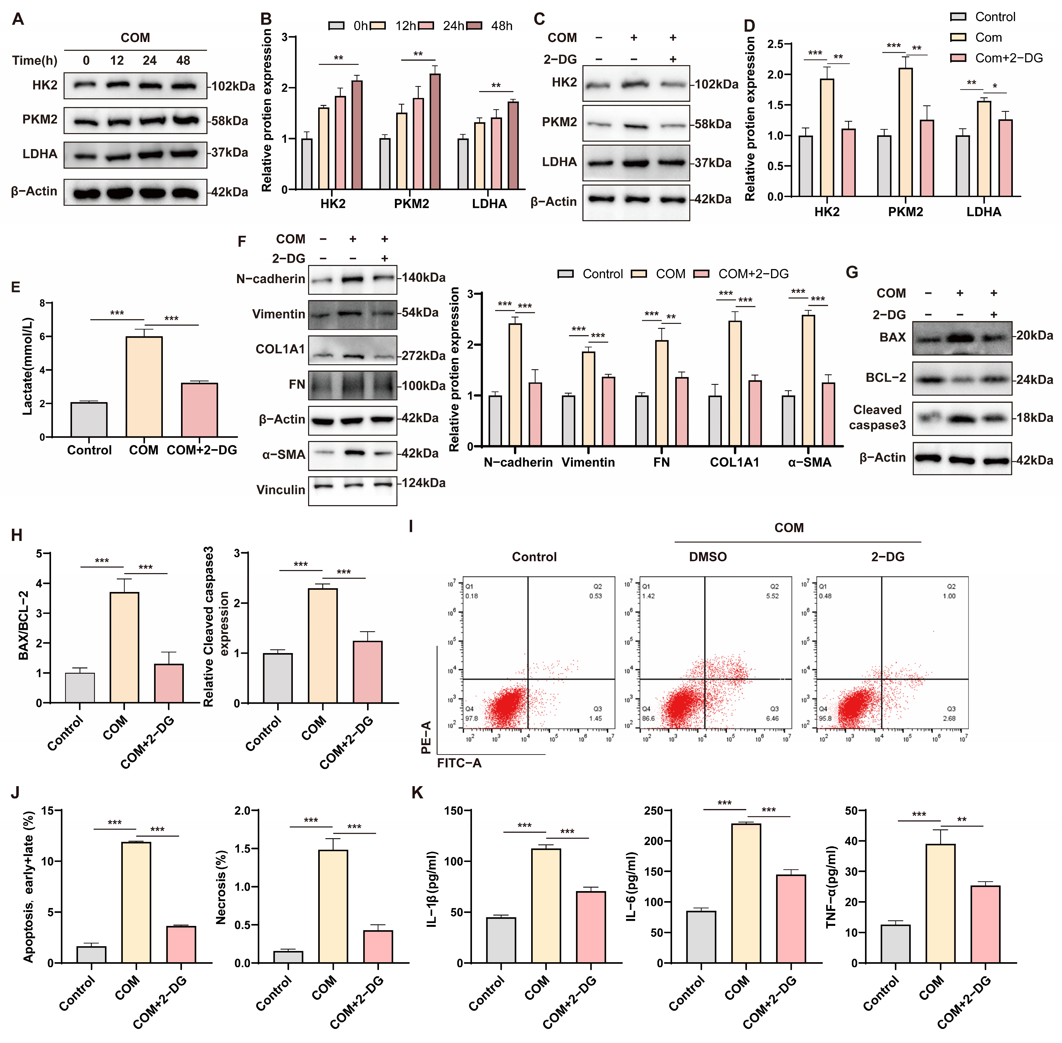 Biomedicines 12 02279 g005