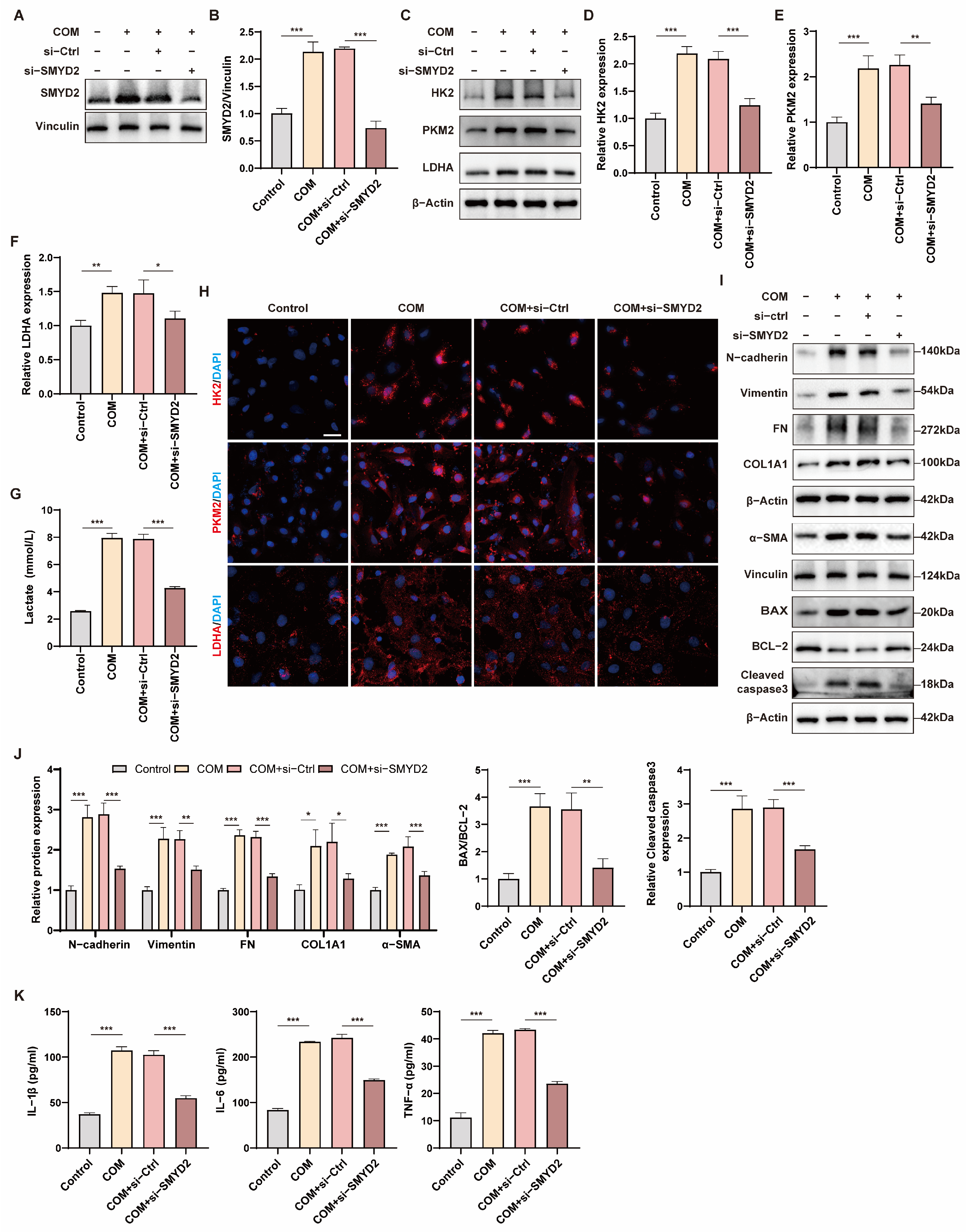 Biomedicines 12 02279 g006
