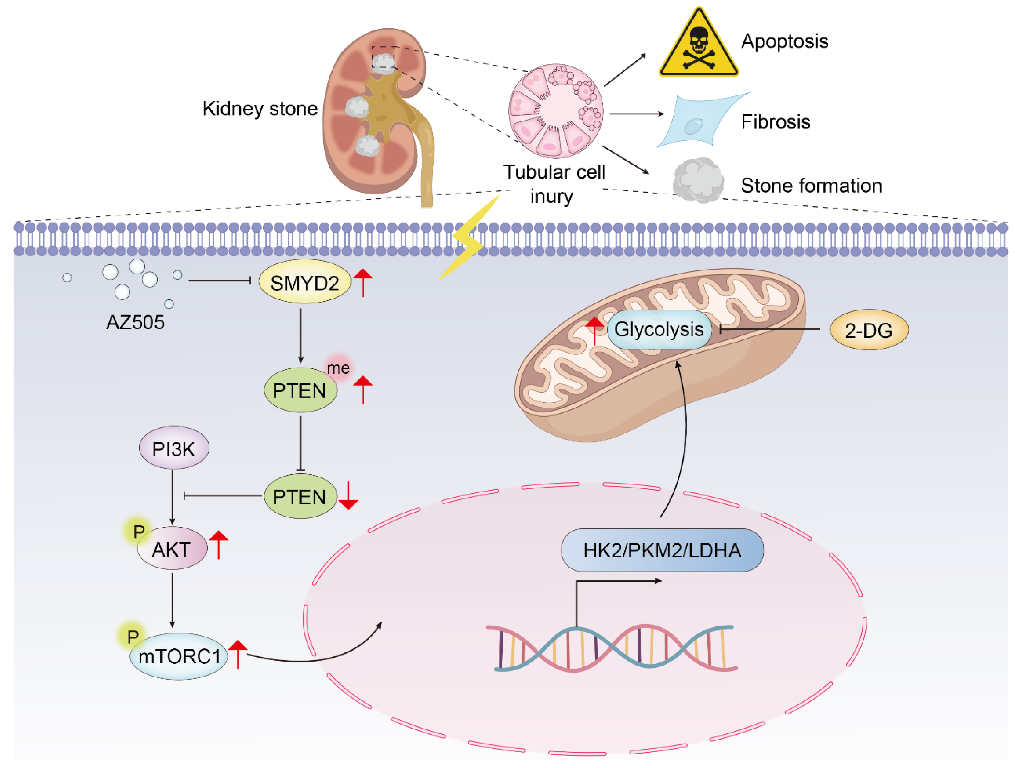 Biomedicines 12 02279 g008