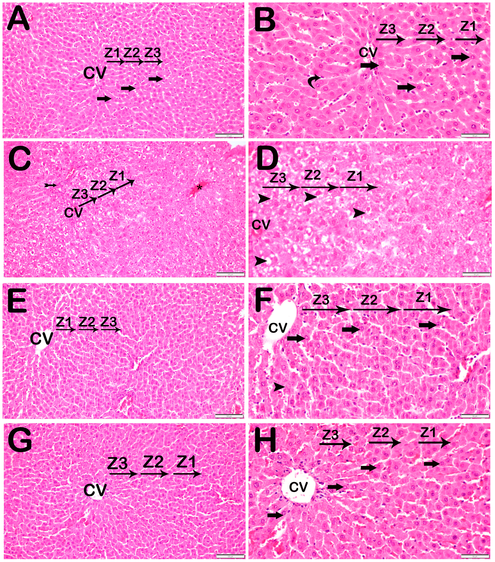 Biomedicines 12 02299 g001