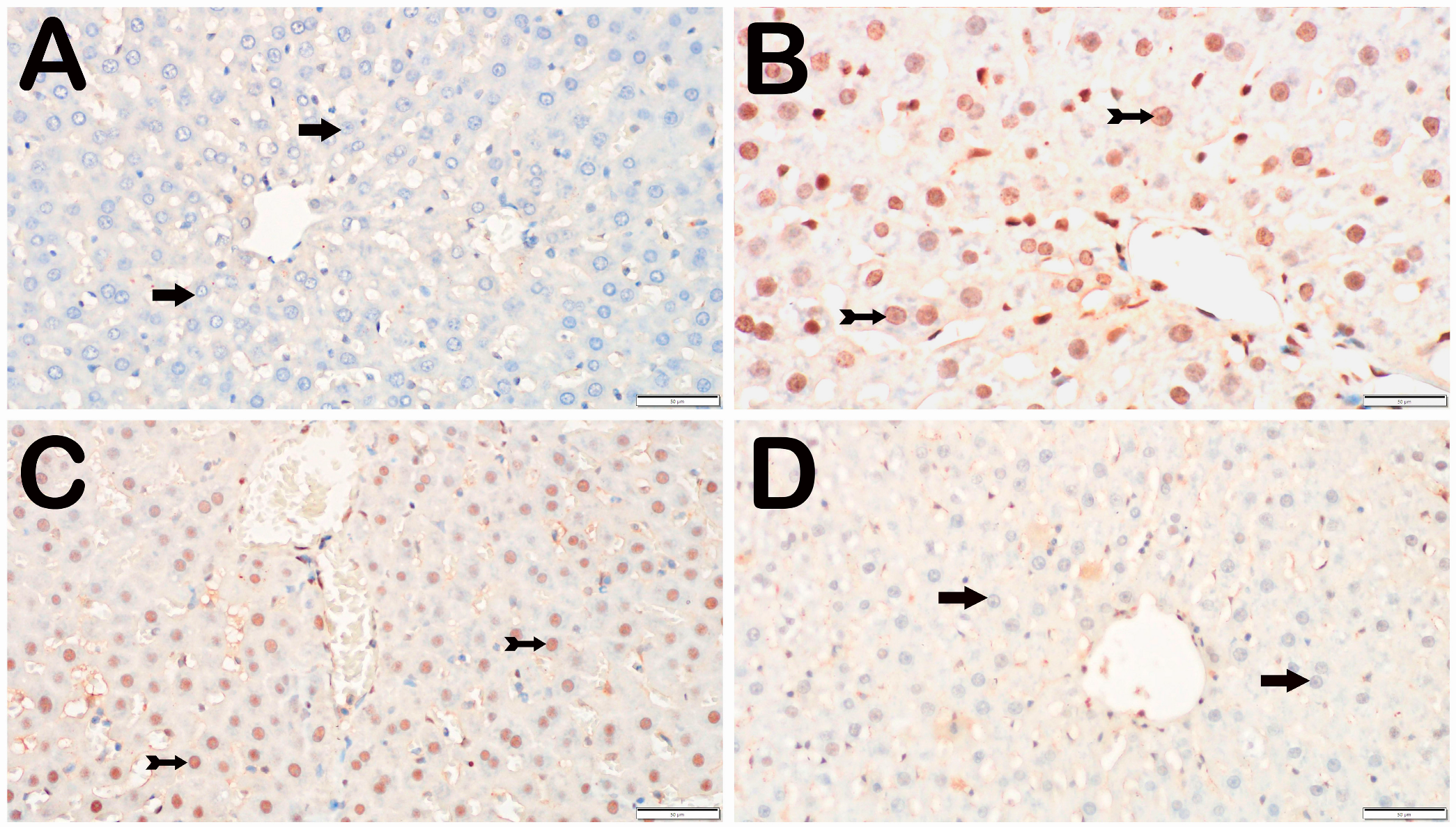 Biomedicines 12 02299 g002