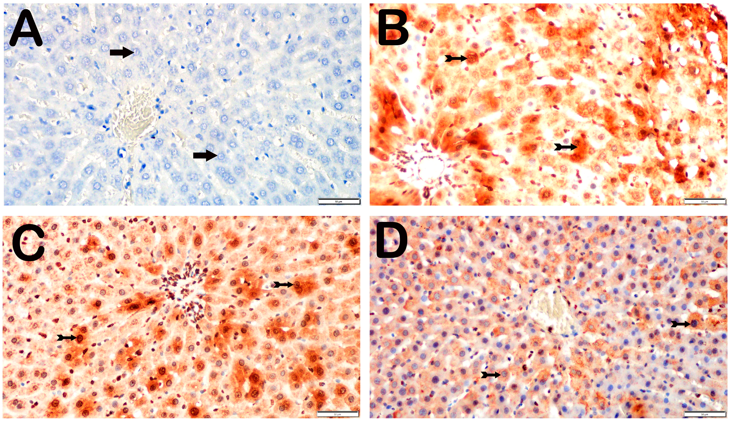 Biomedicines 12 02299 g003