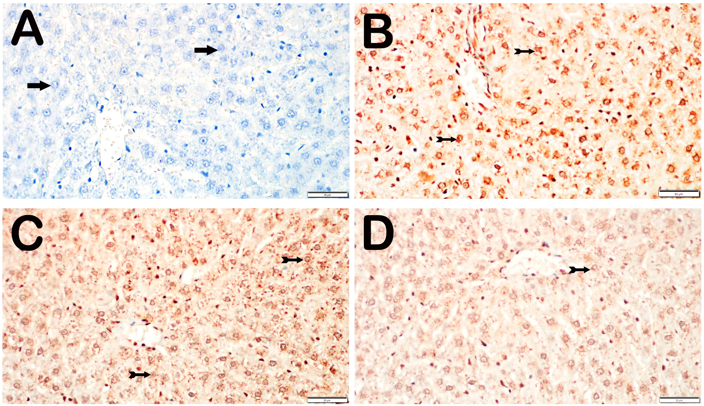 Biomedicines 12 02299 g004
