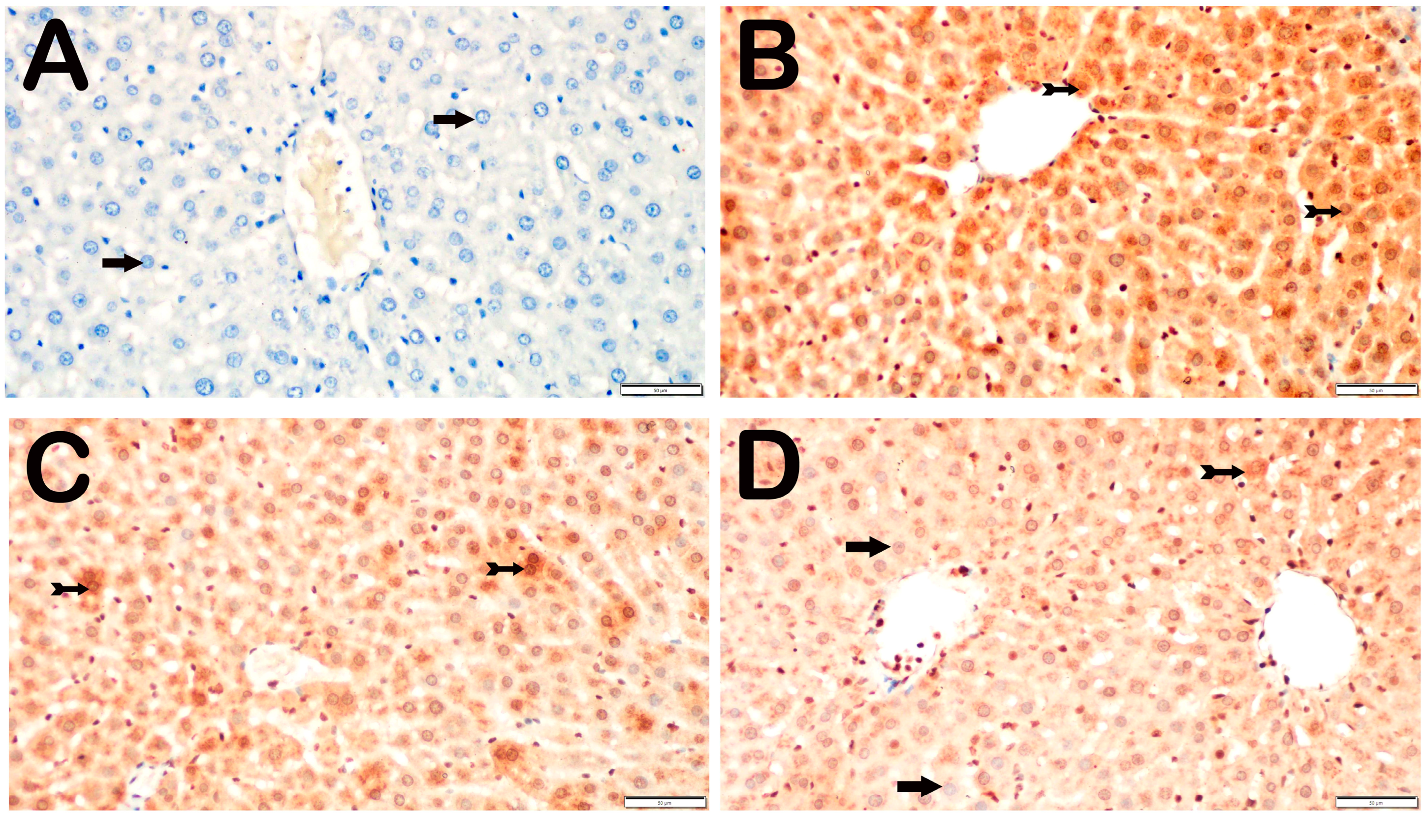 Biomedicines 12 02299 g005