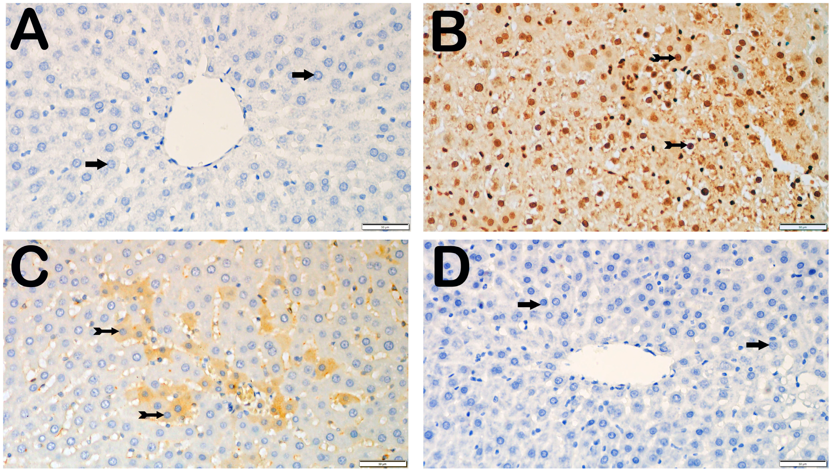 Biomedicines 12 02299 g006