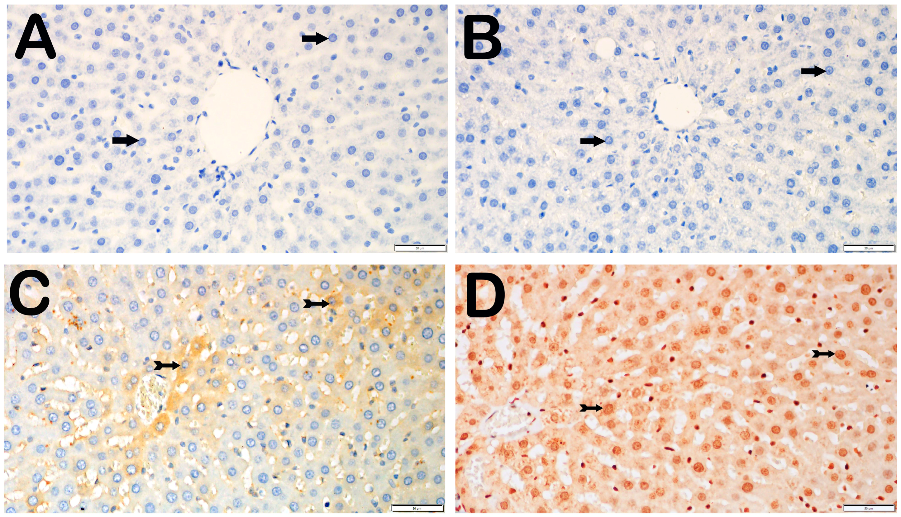 Biomedicines 12 02299 g007