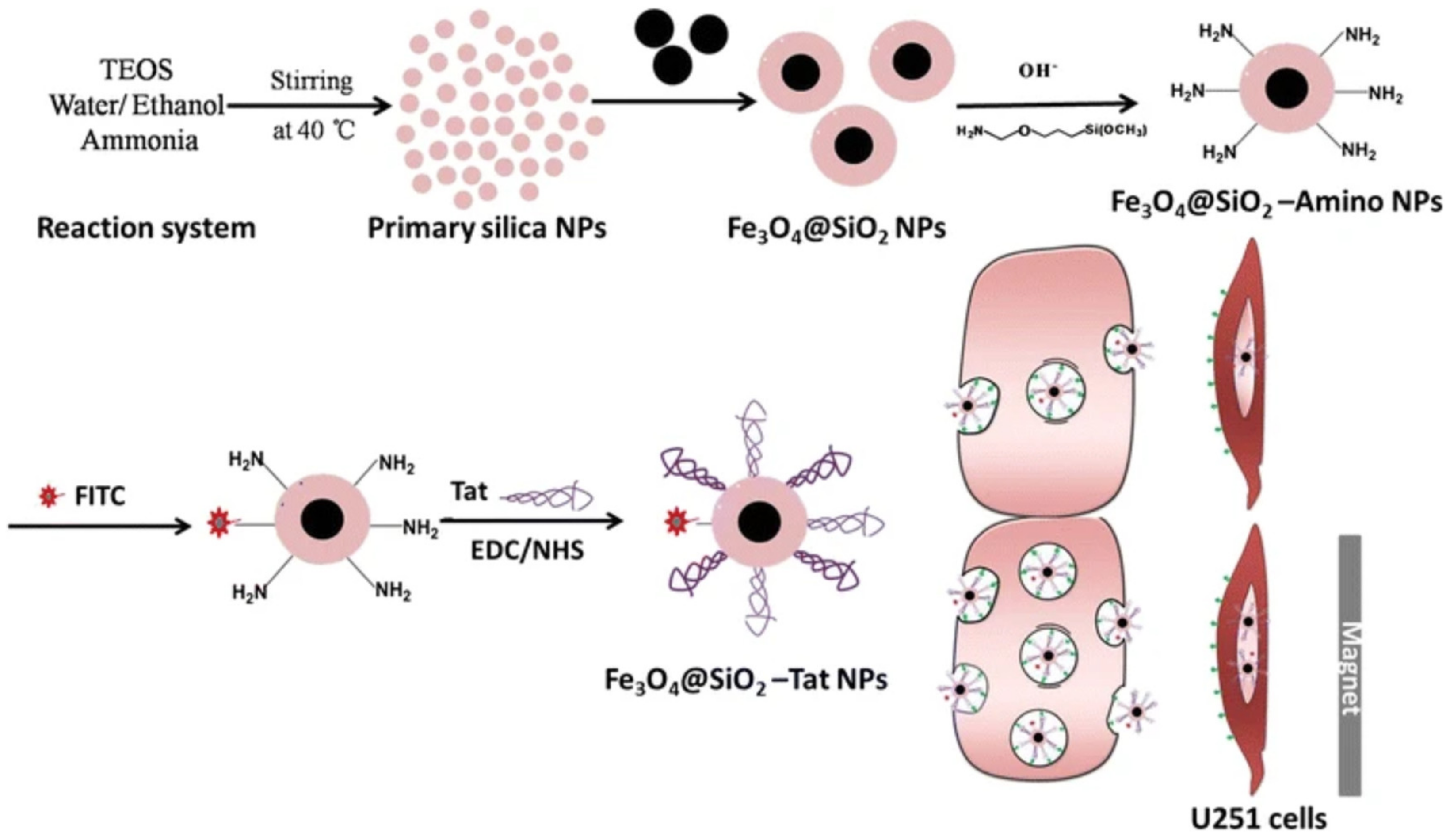 Biomedicines 12 02302 g003