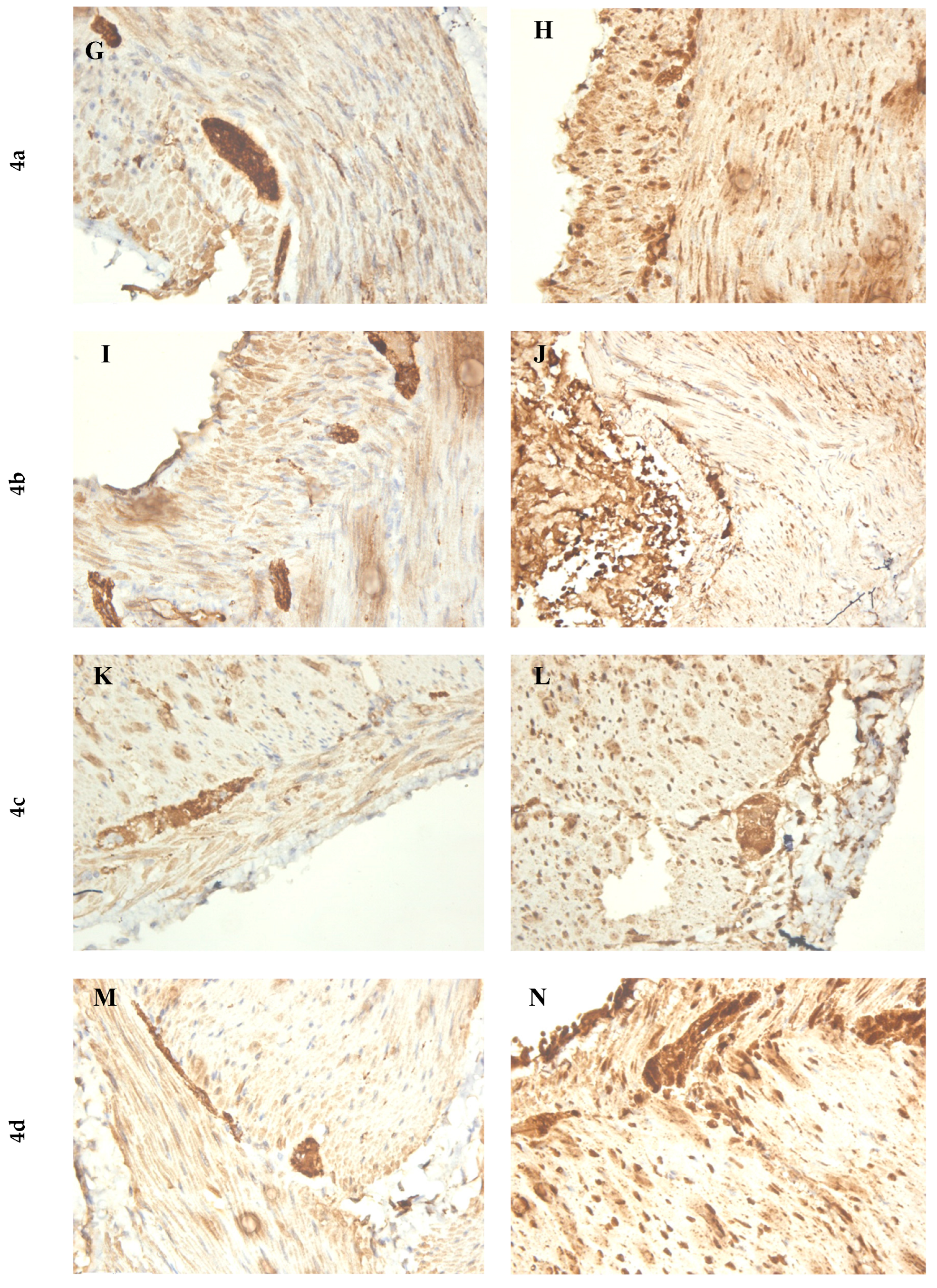 Biomedicines 12 02321 g007b