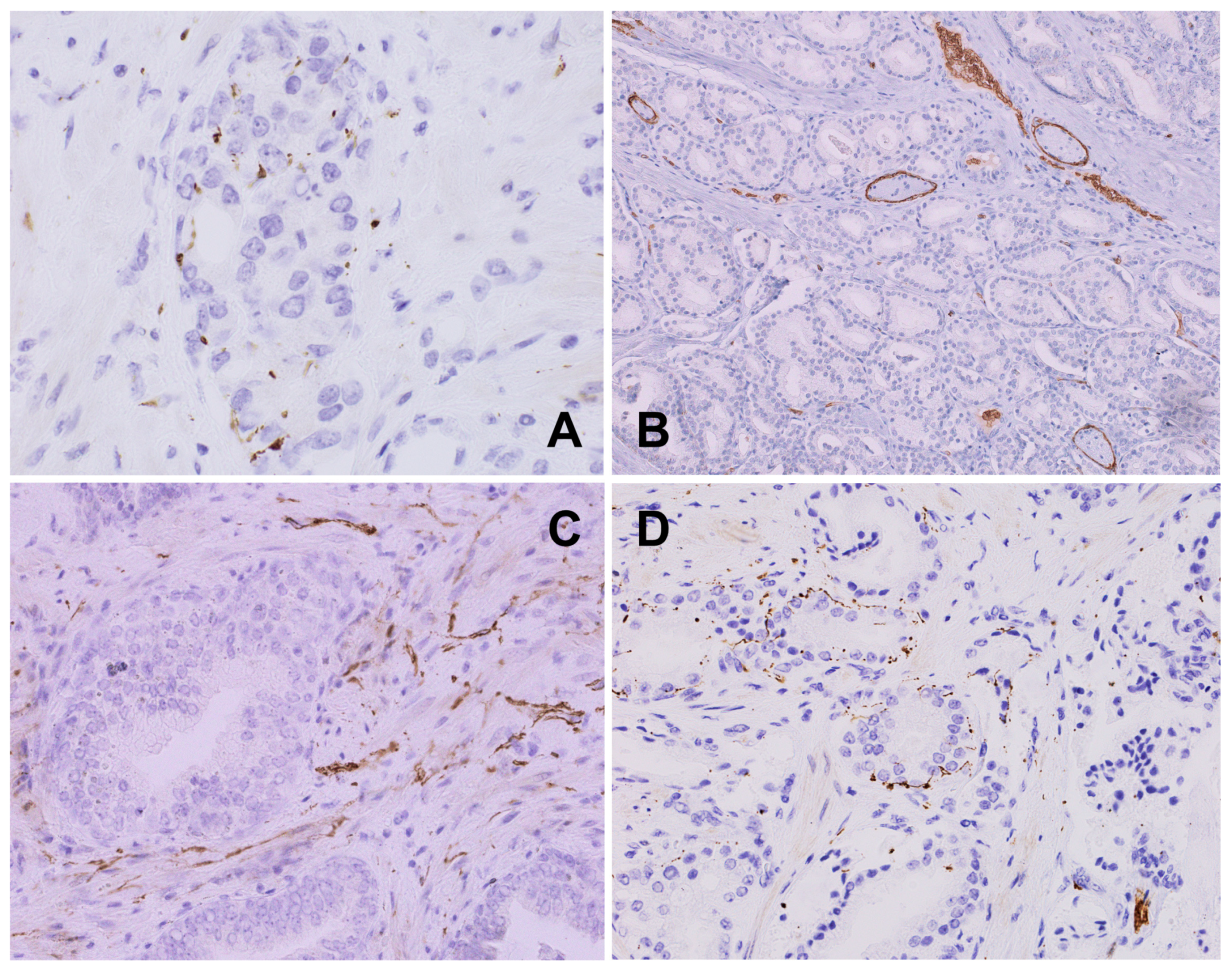 Biomedicines 12 02335 g003