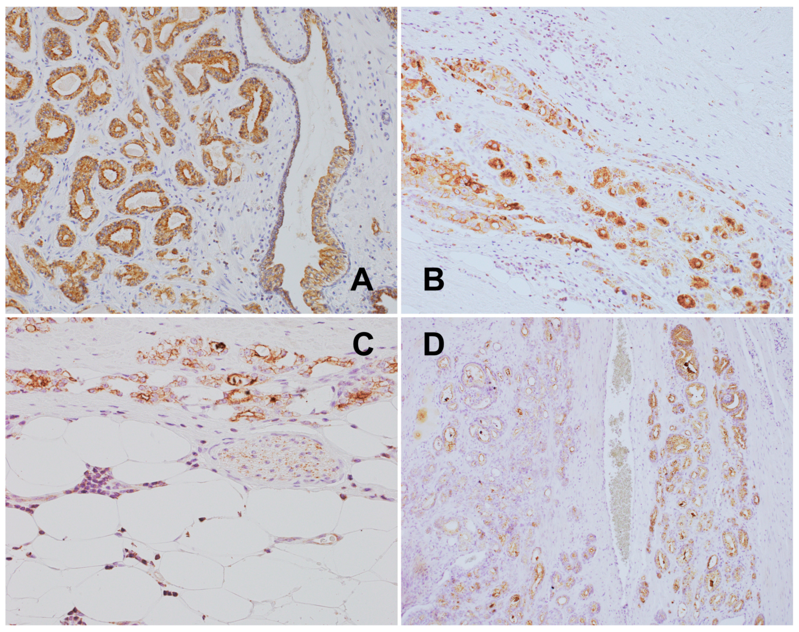 Biomedicines 12 02335 g012