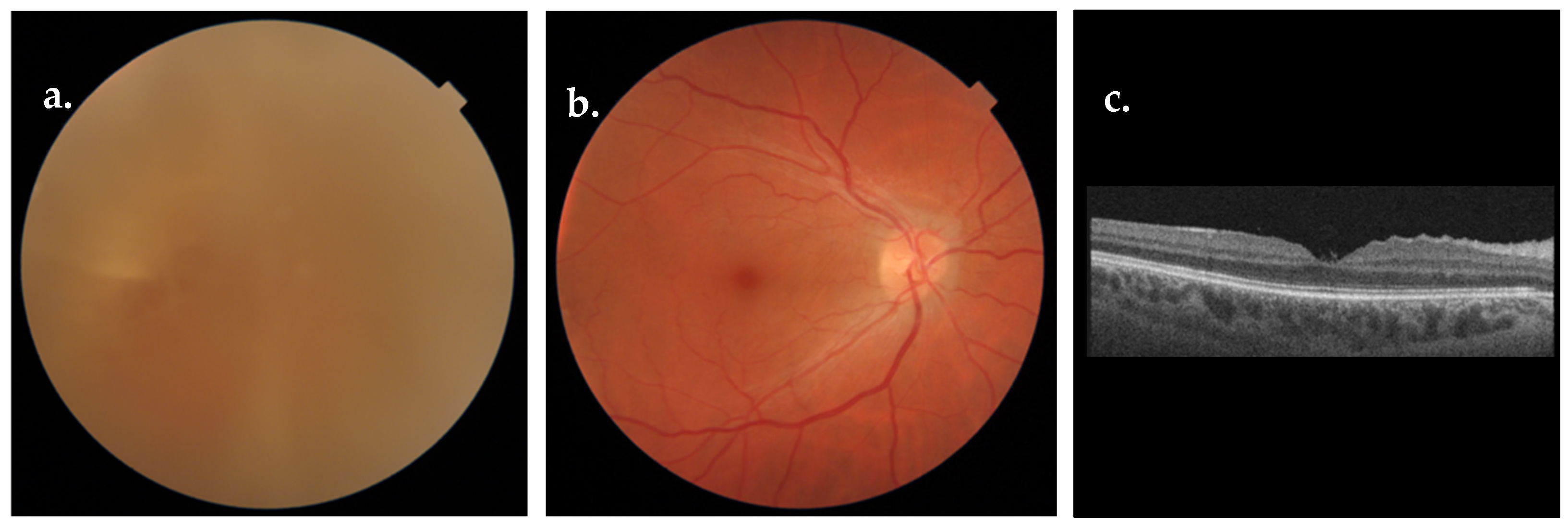 Biomedicines 12 02336 g002