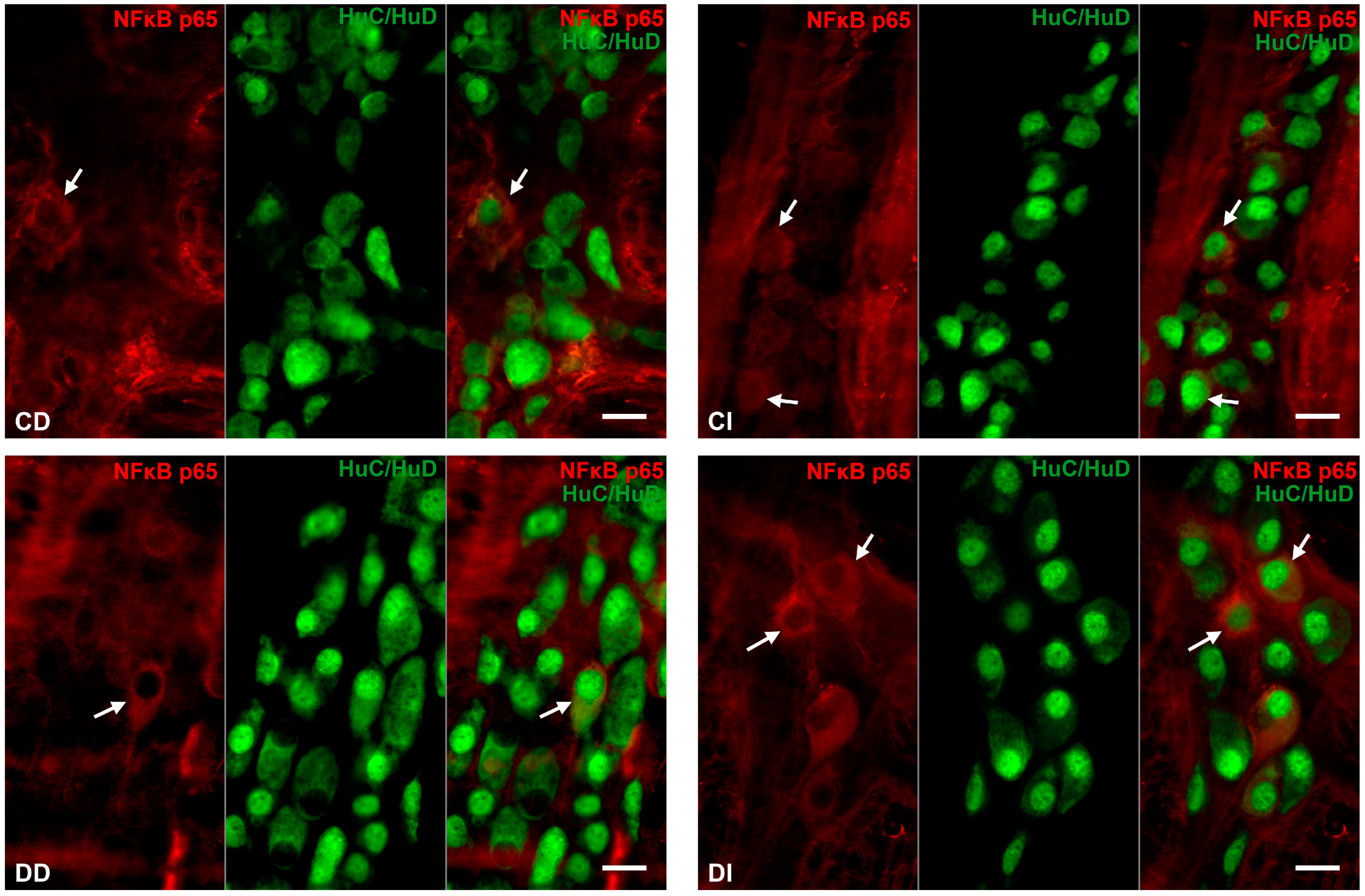 Biomedicines 12 02347 g003a