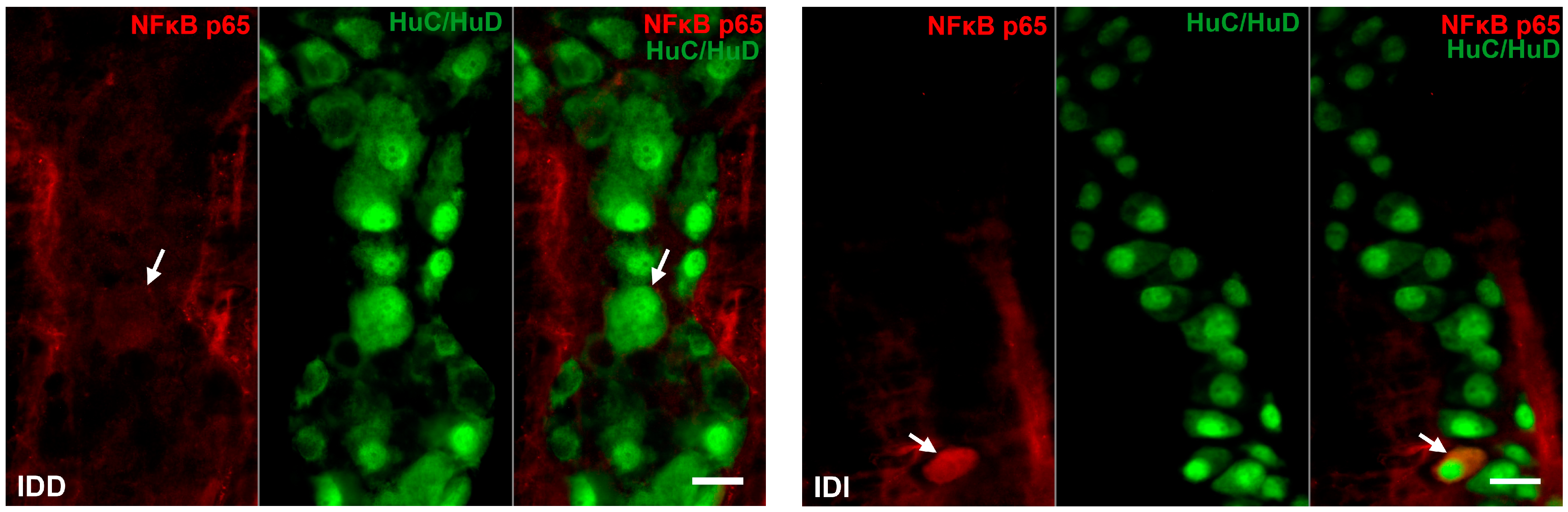 Biomedicines 12 02347 g003b