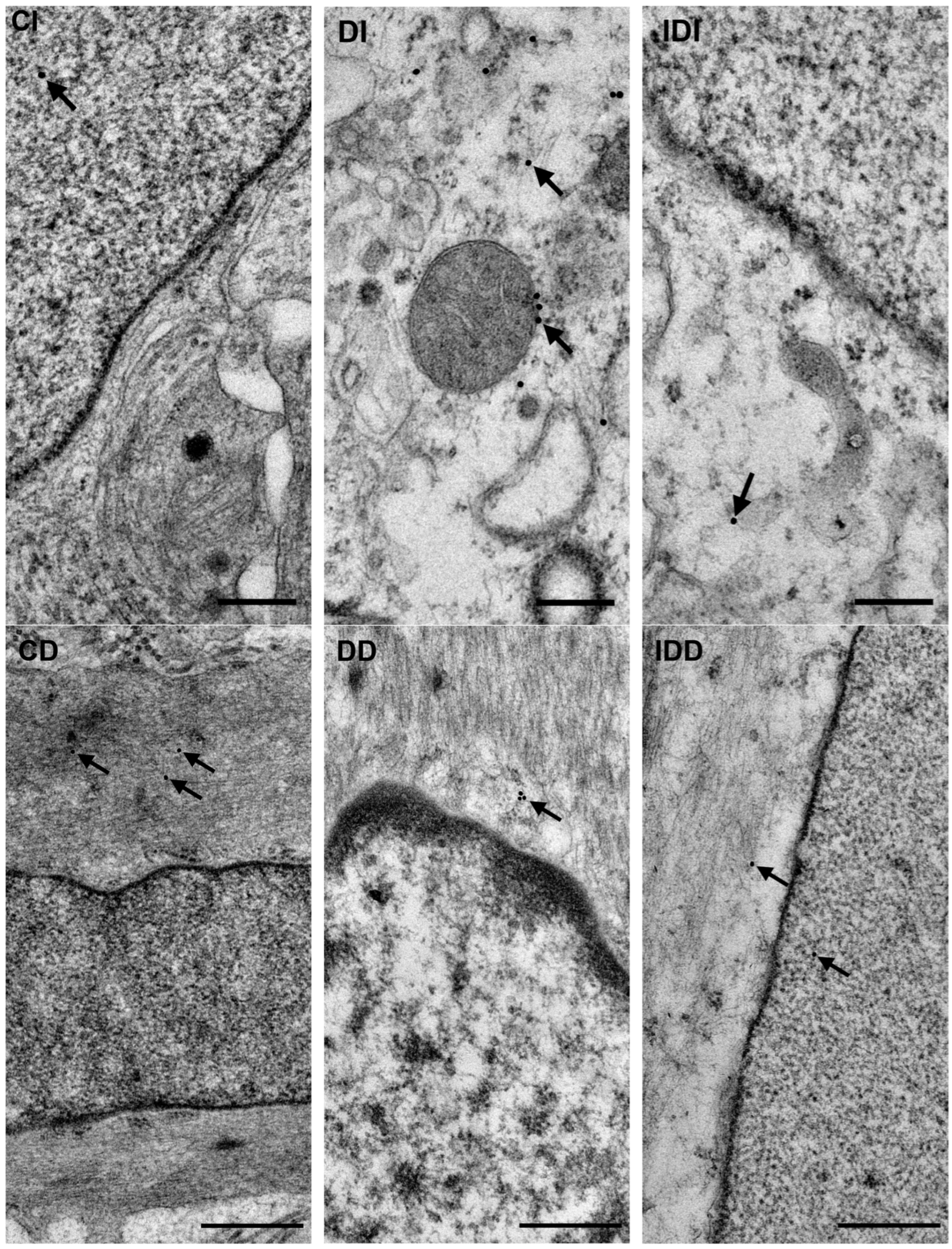 Biomedicines 12 02347 g005