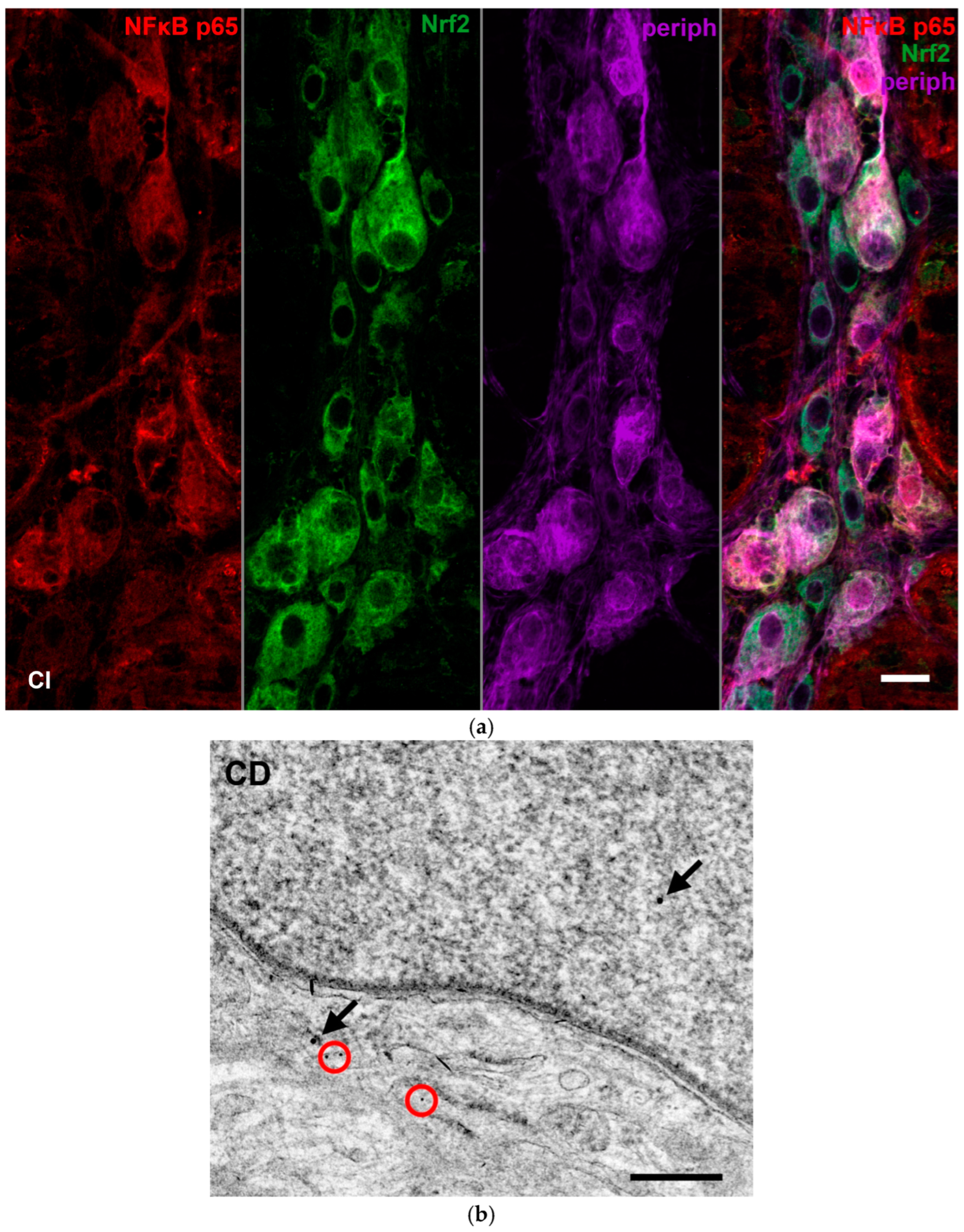 Biomedicines 12 02347 g009