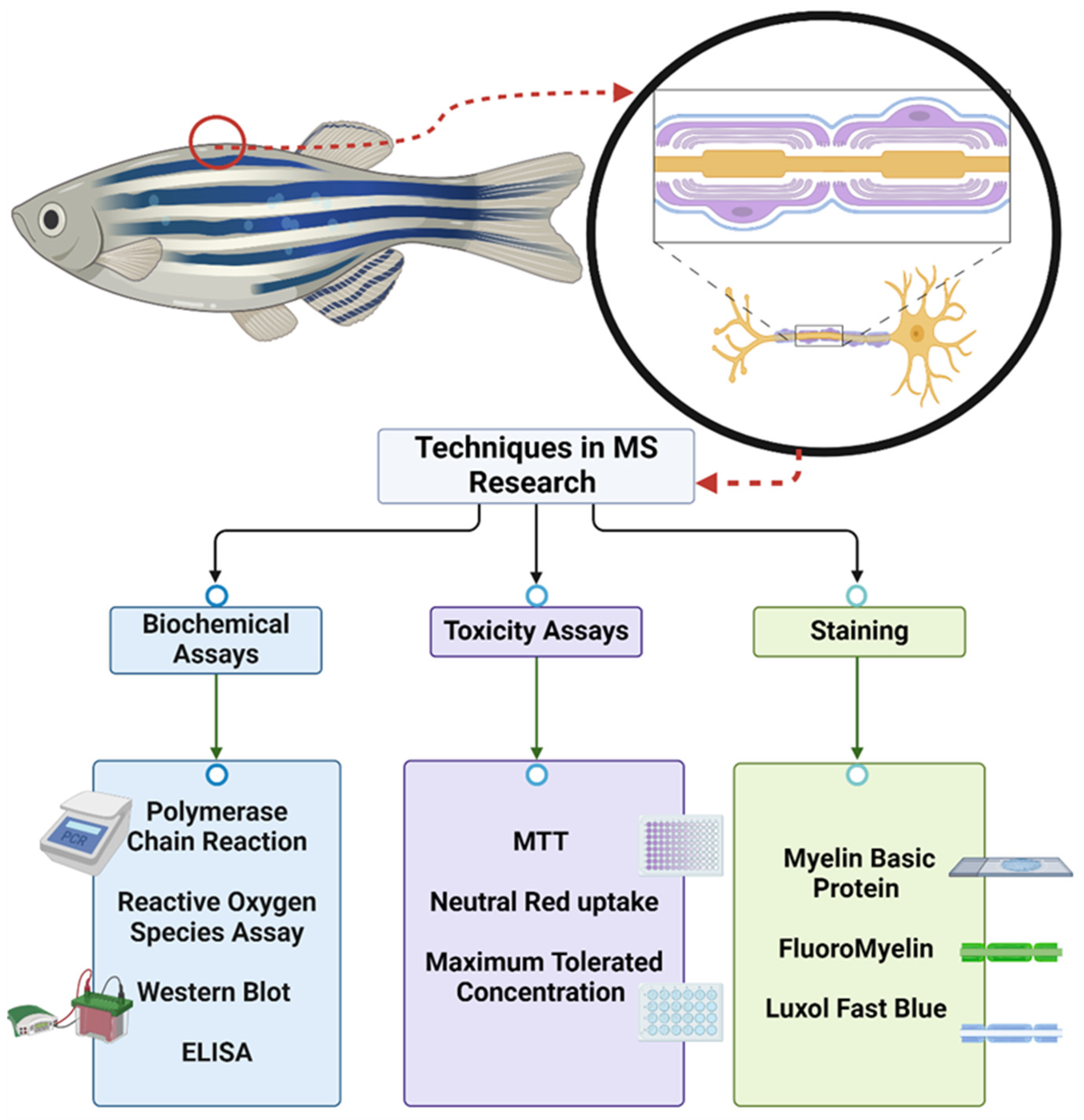 洋書 Zebrafish practical approach Zebrafish Models for Experimental Pharmacology: A Handbook